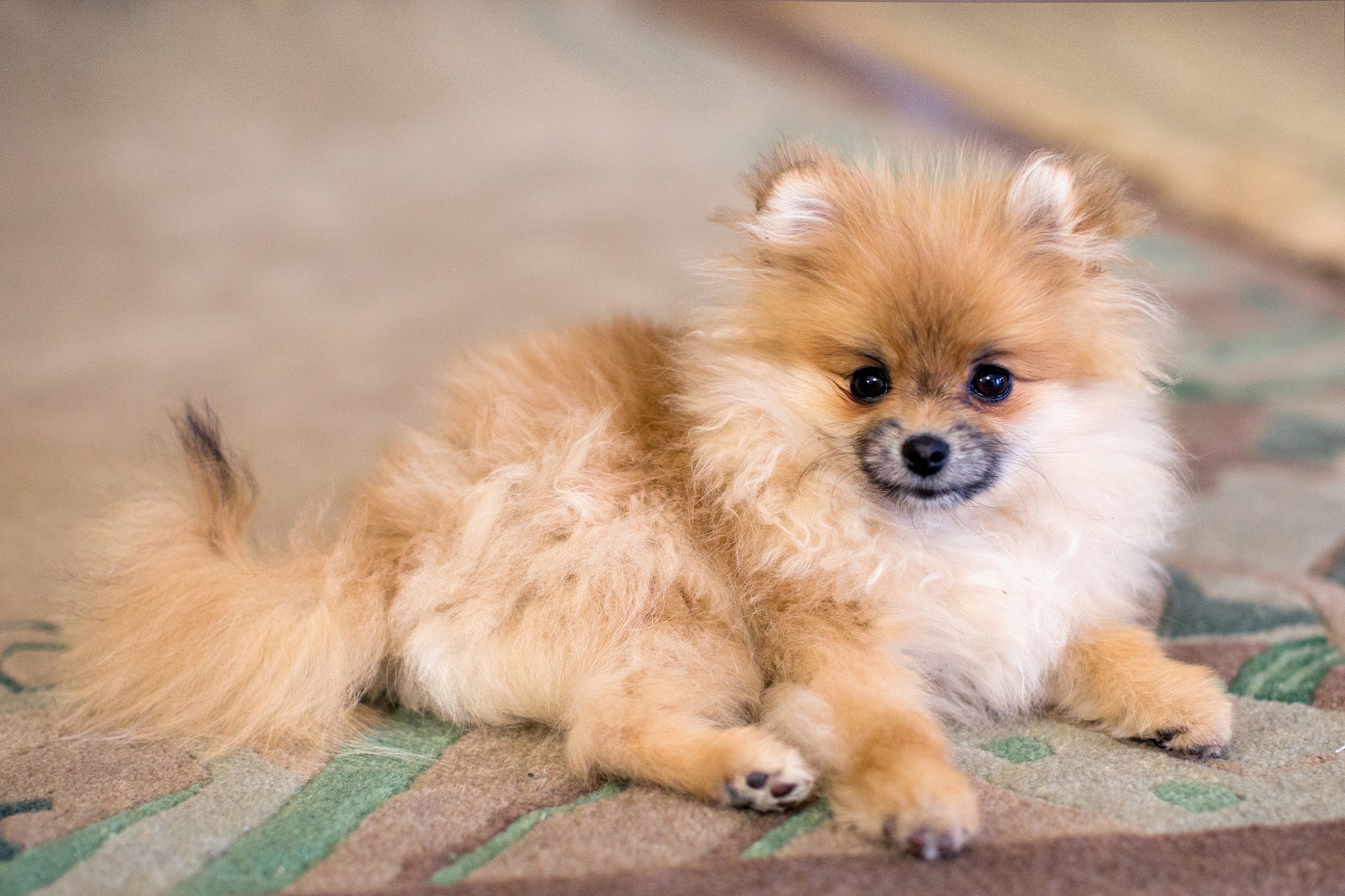 博美犬皮皮：小型犬的魅力之选