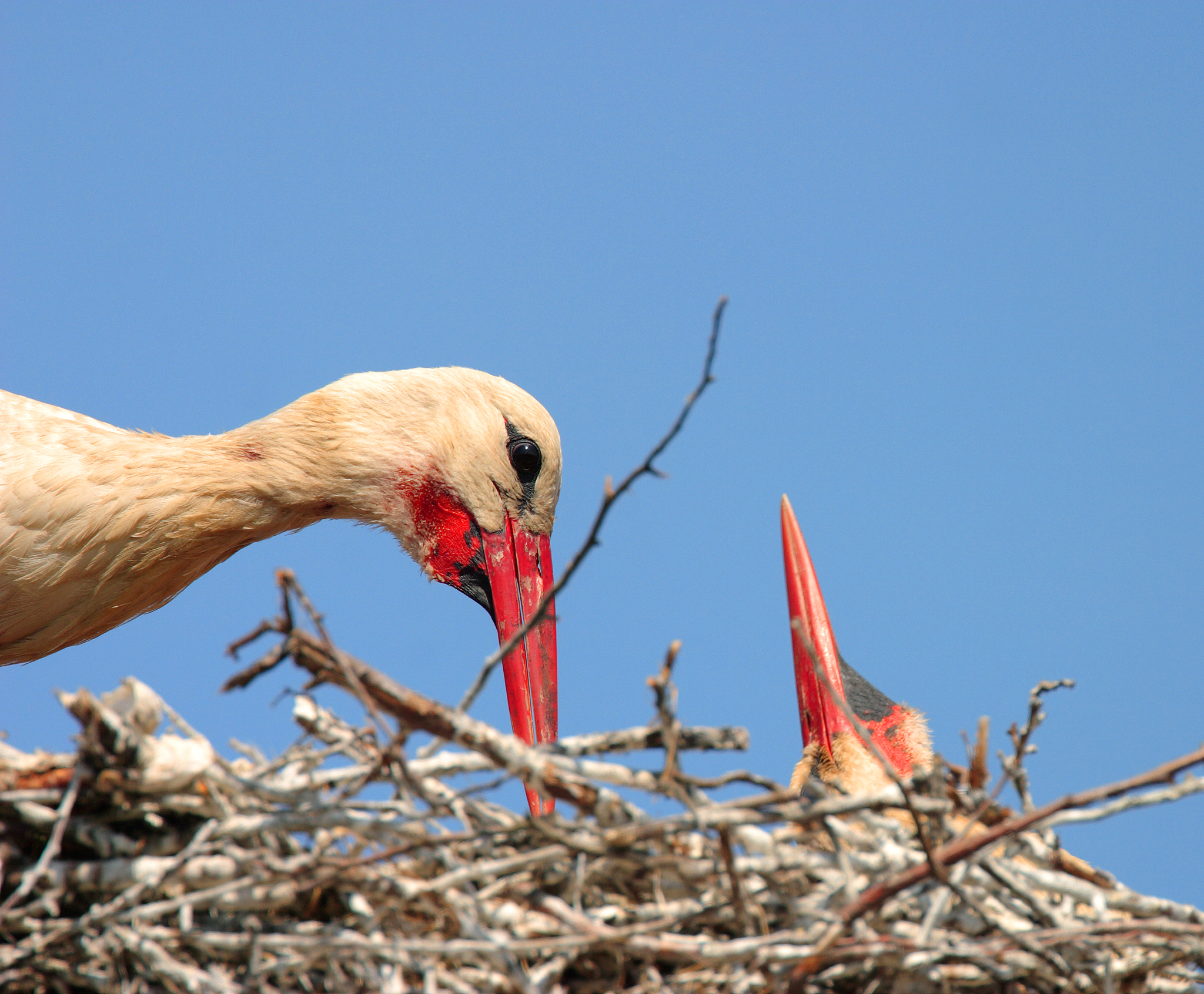 中国国鸟是什么鸟