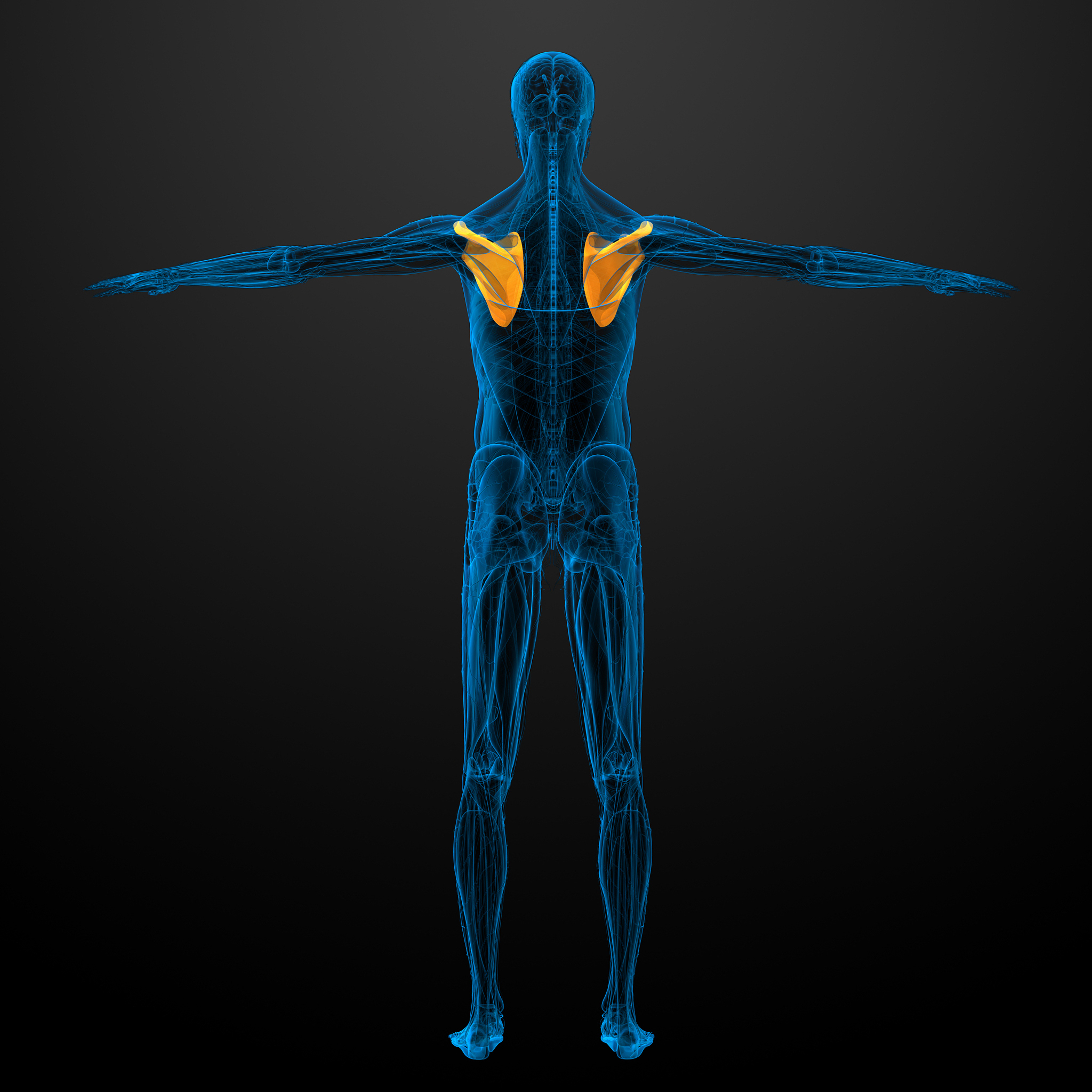 Mediapipe Python教程：根据文件夹图片生成人体骨骼角度数据集