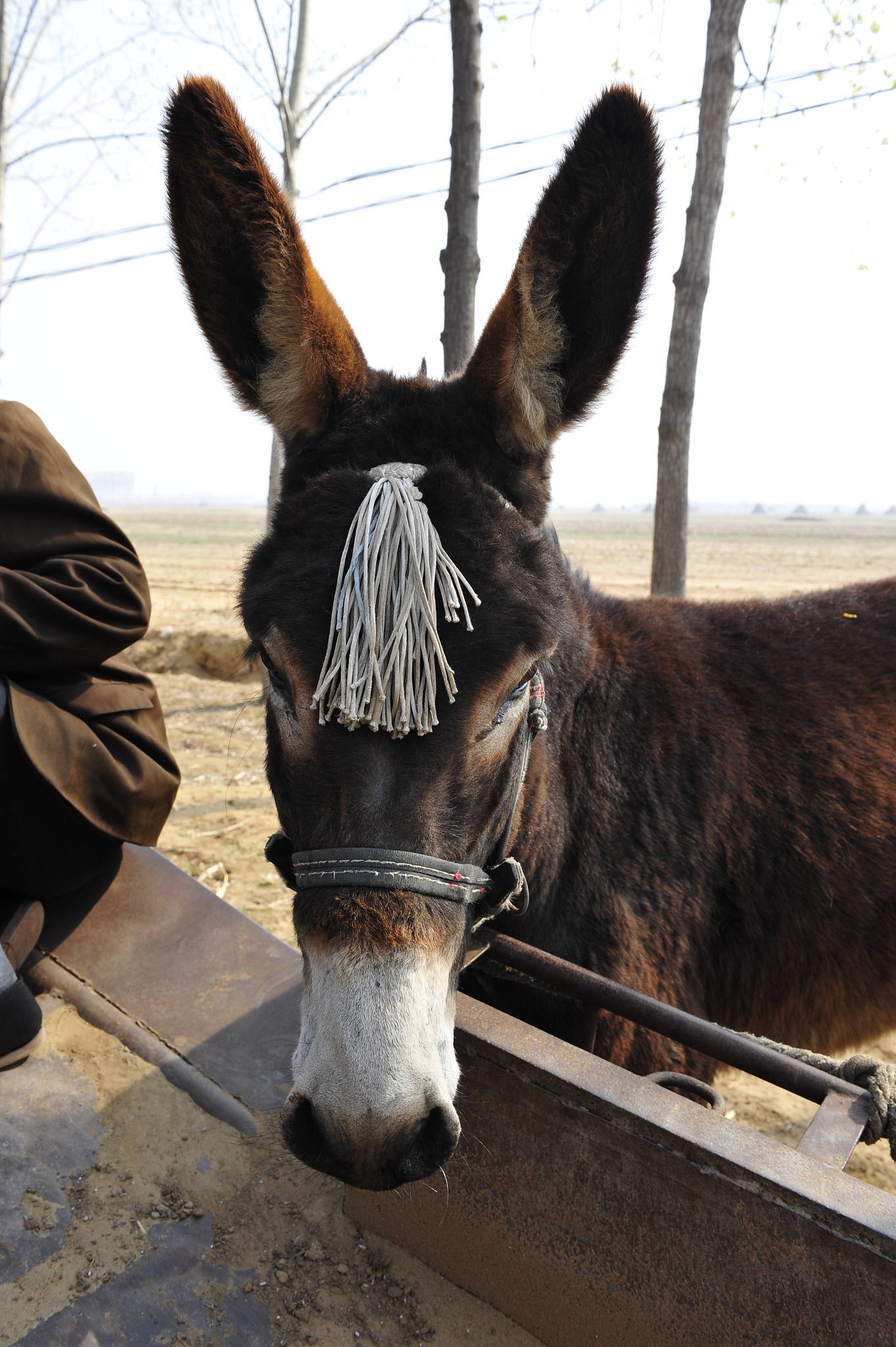 the donkey