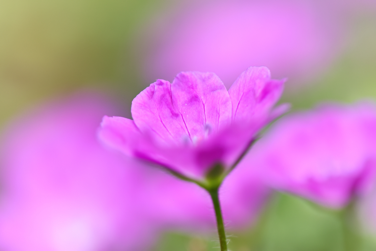 盛开的花朵：生命的象征和美丽