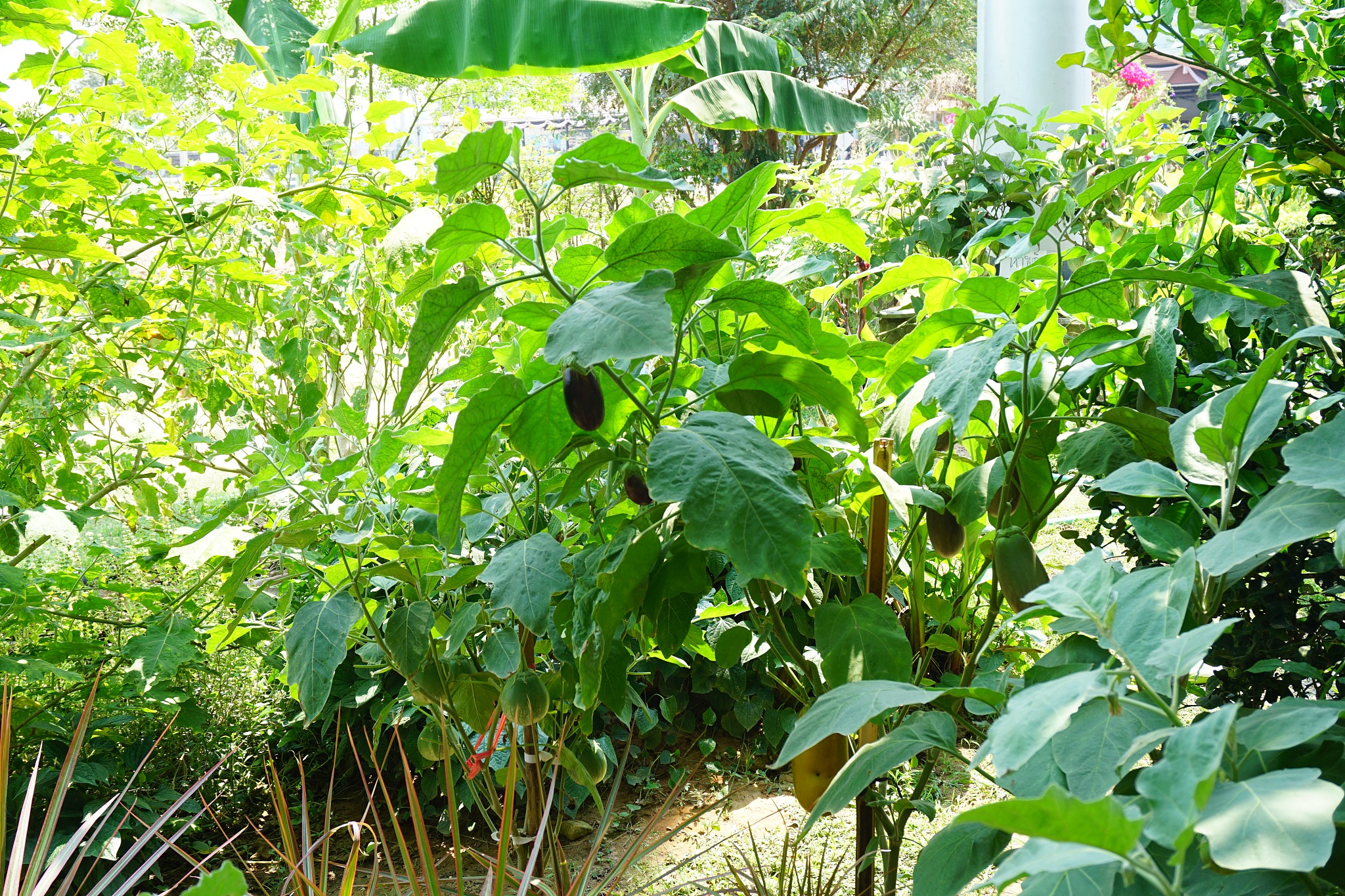 thai egg plant