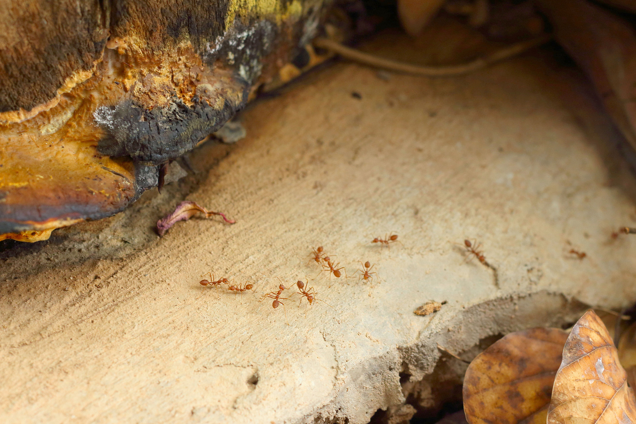ants walking on the tree in nature.