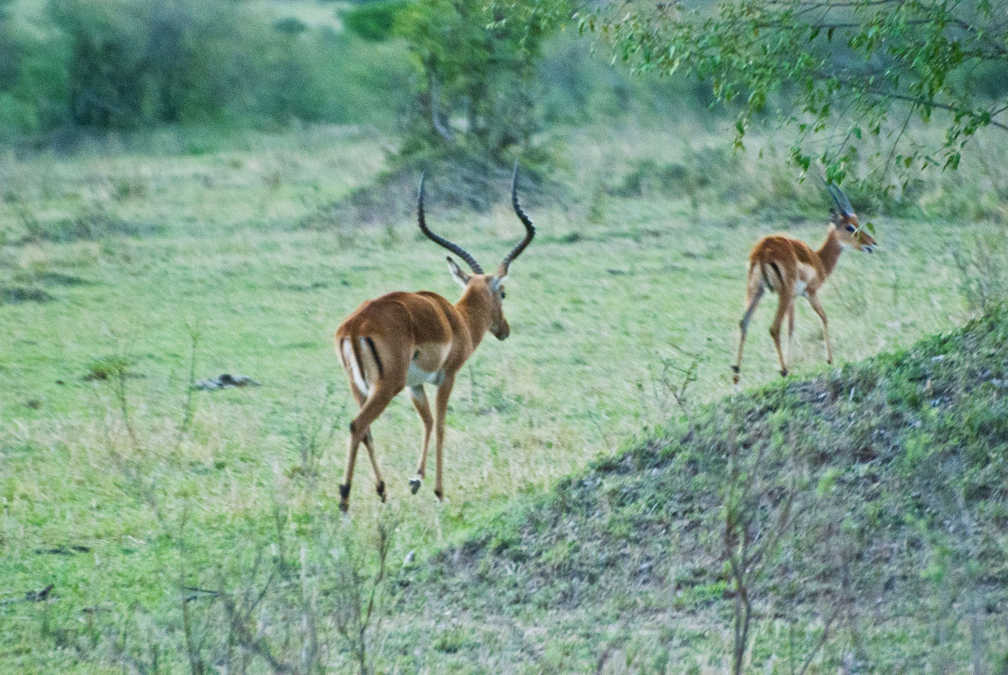 herd of thomson's gazelles aka tommies (eudorcas thomsonii) on d