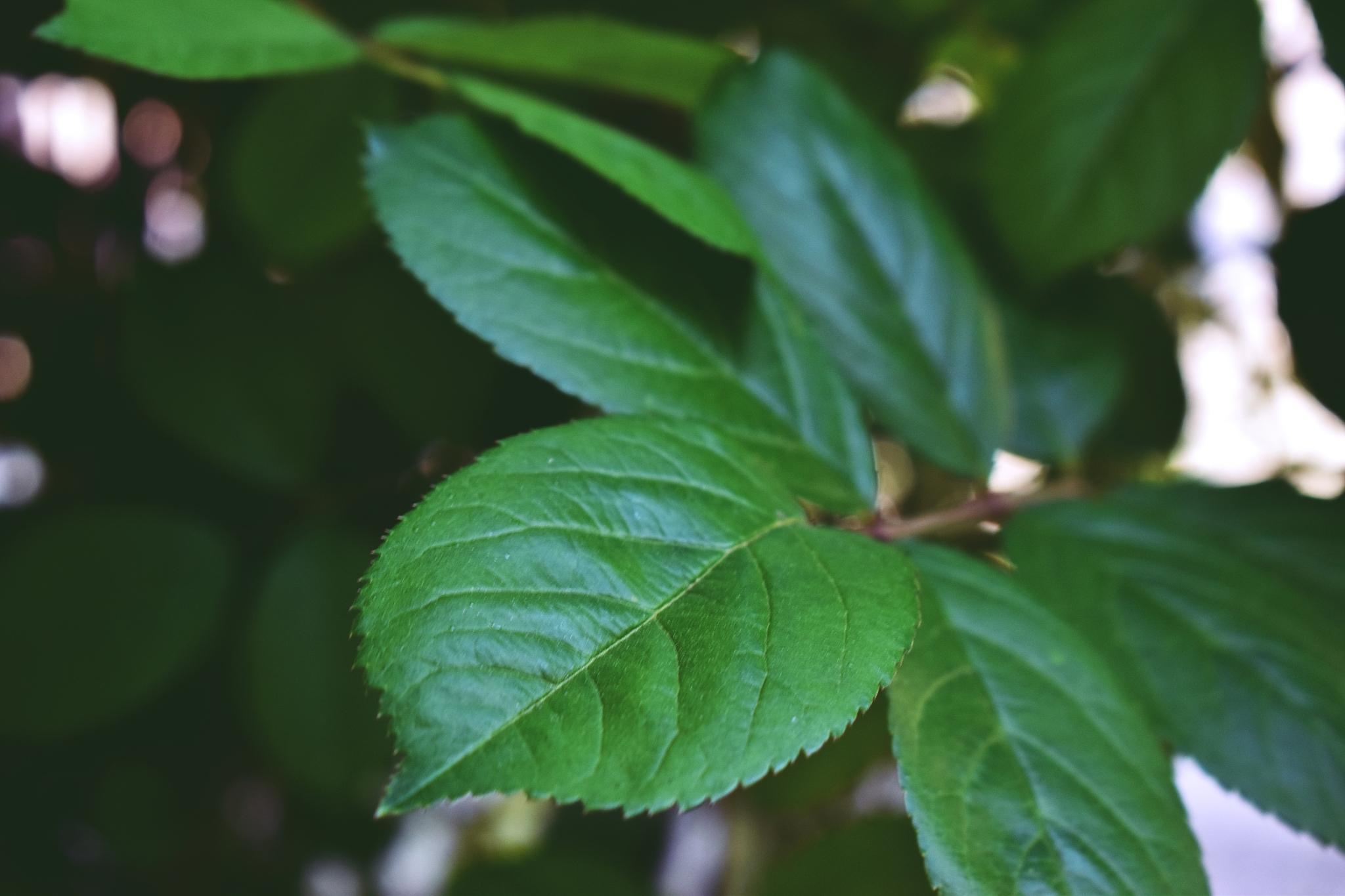 beautiful green leaves