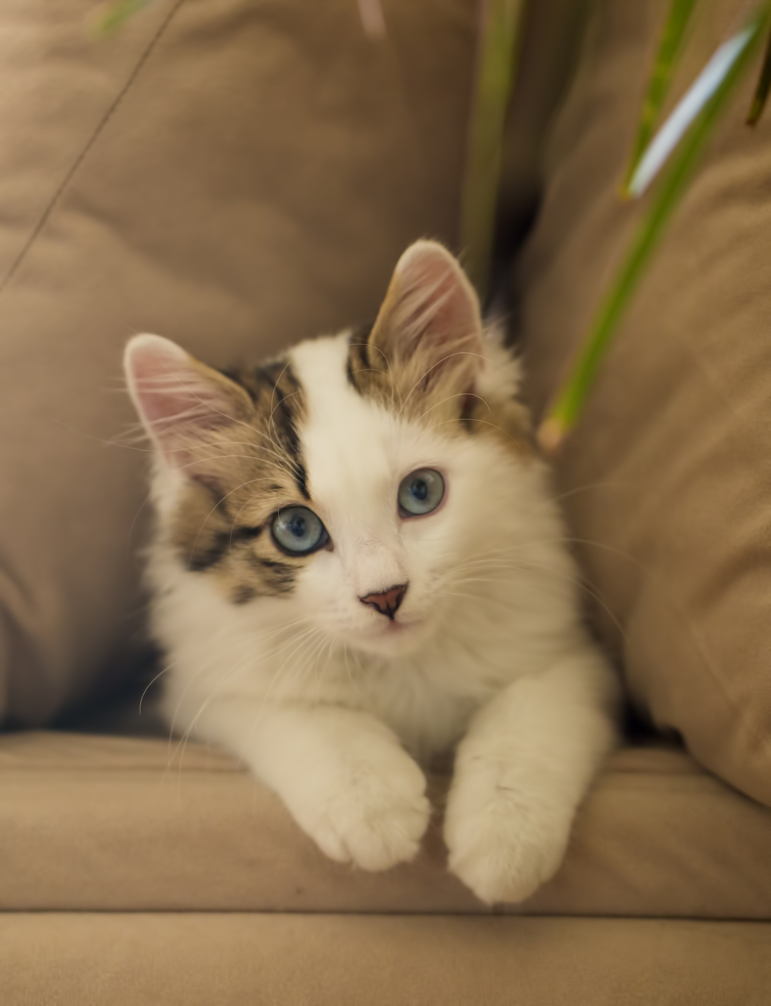 给小猫取个名字：10个可爱的名字推荐