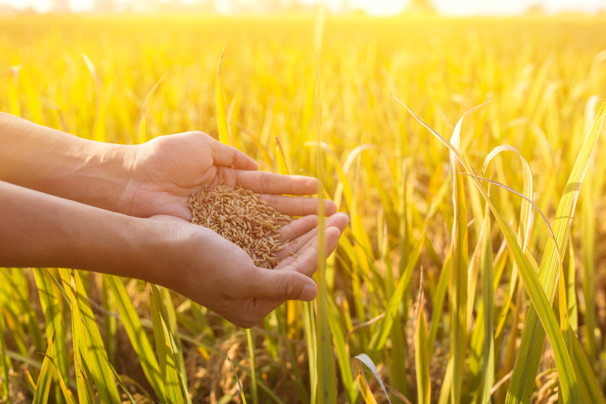 紫金港麦田金黄，丰收在望！