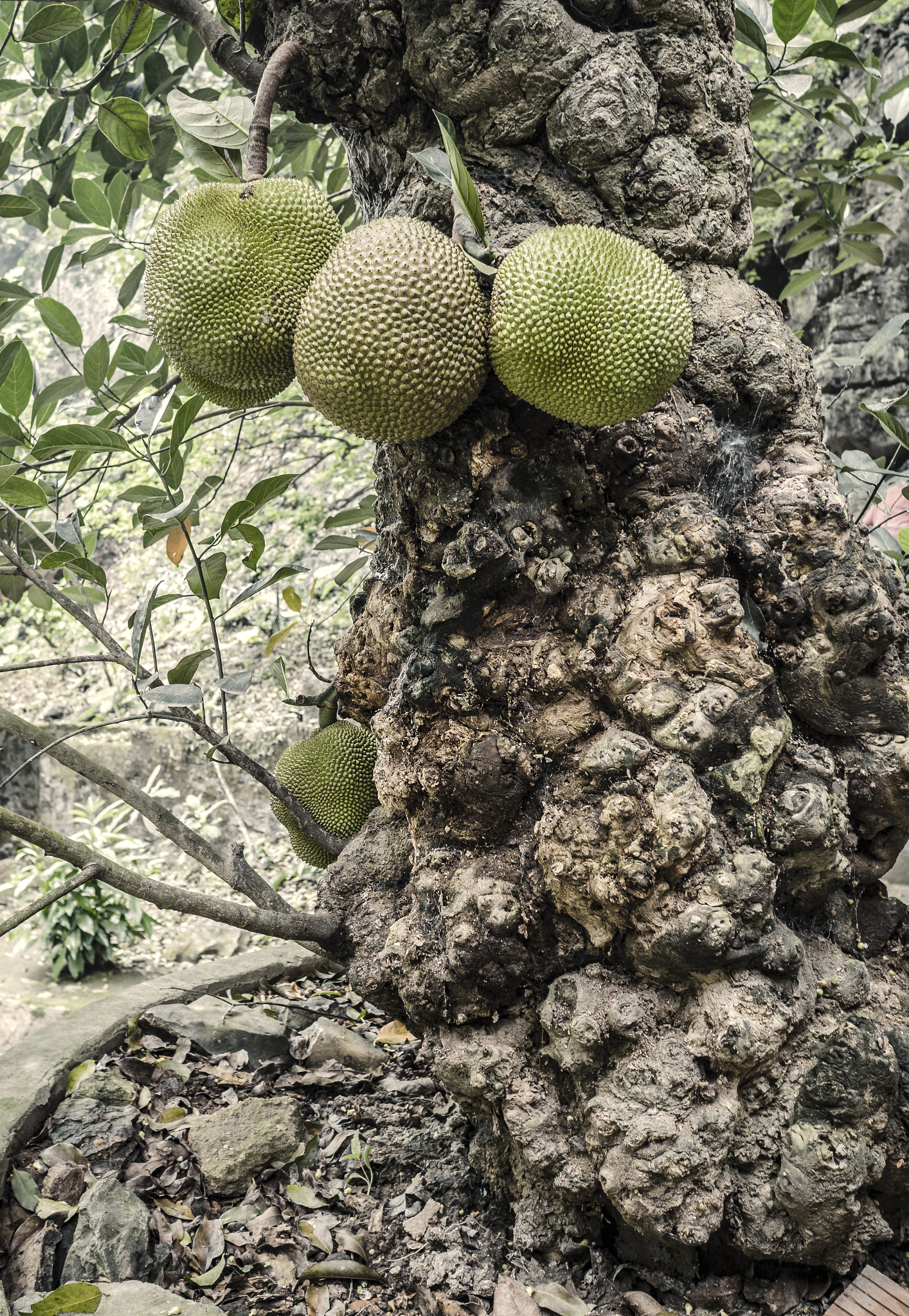波罗蜜的热量高吗