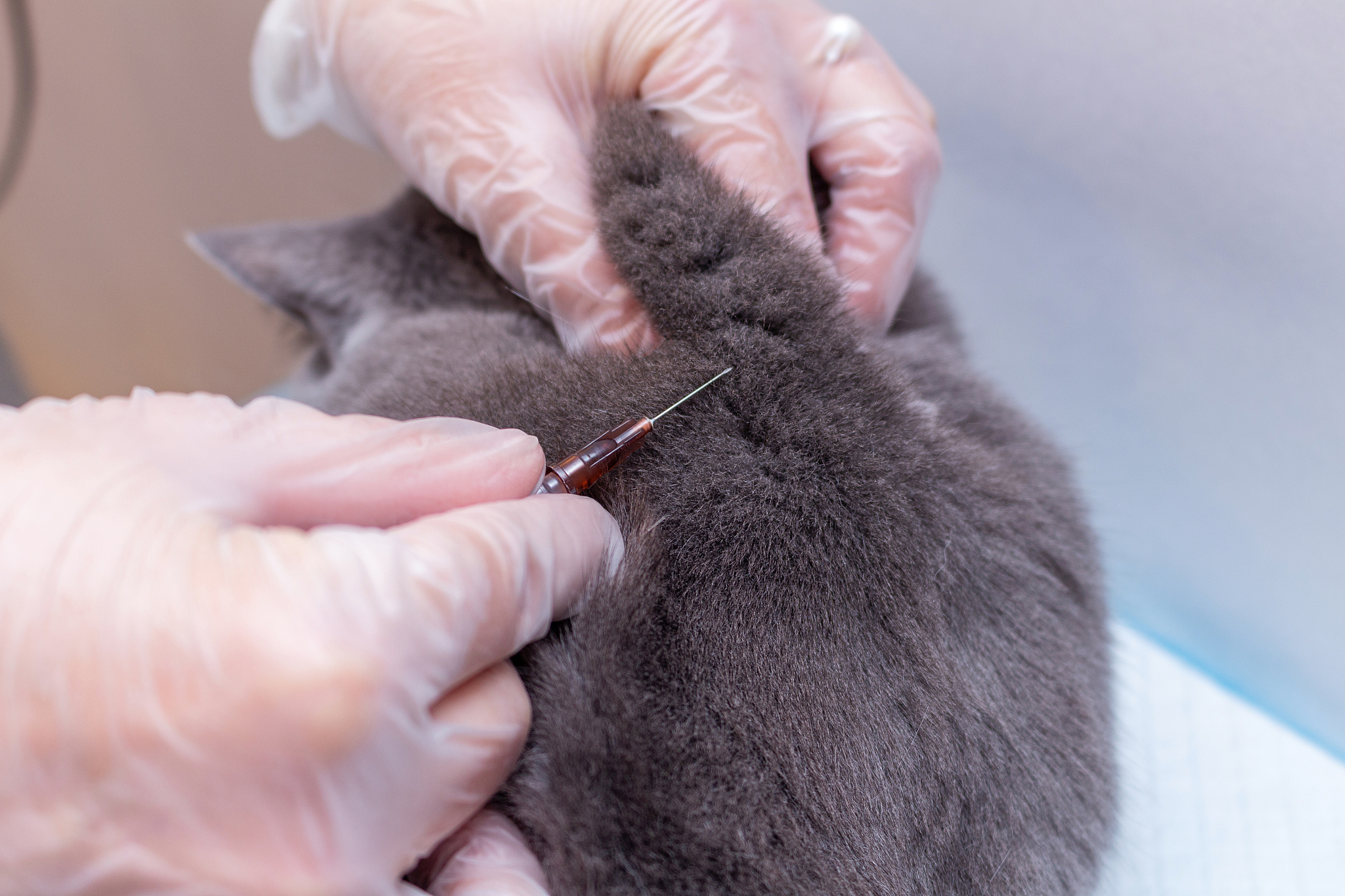 猫接种疫苗后呕吐红肿怎么办？| 专业兽医建议