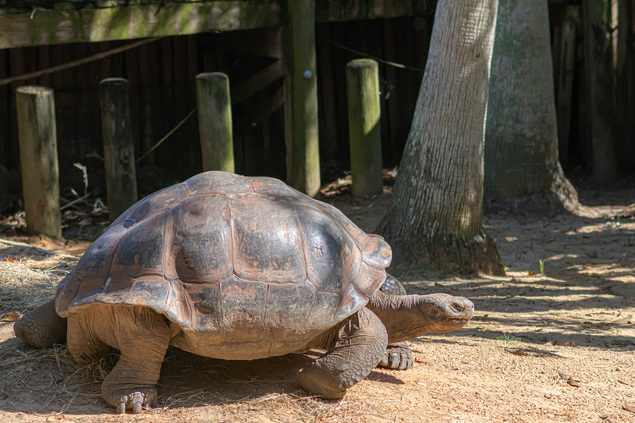 view of a turtle in a field