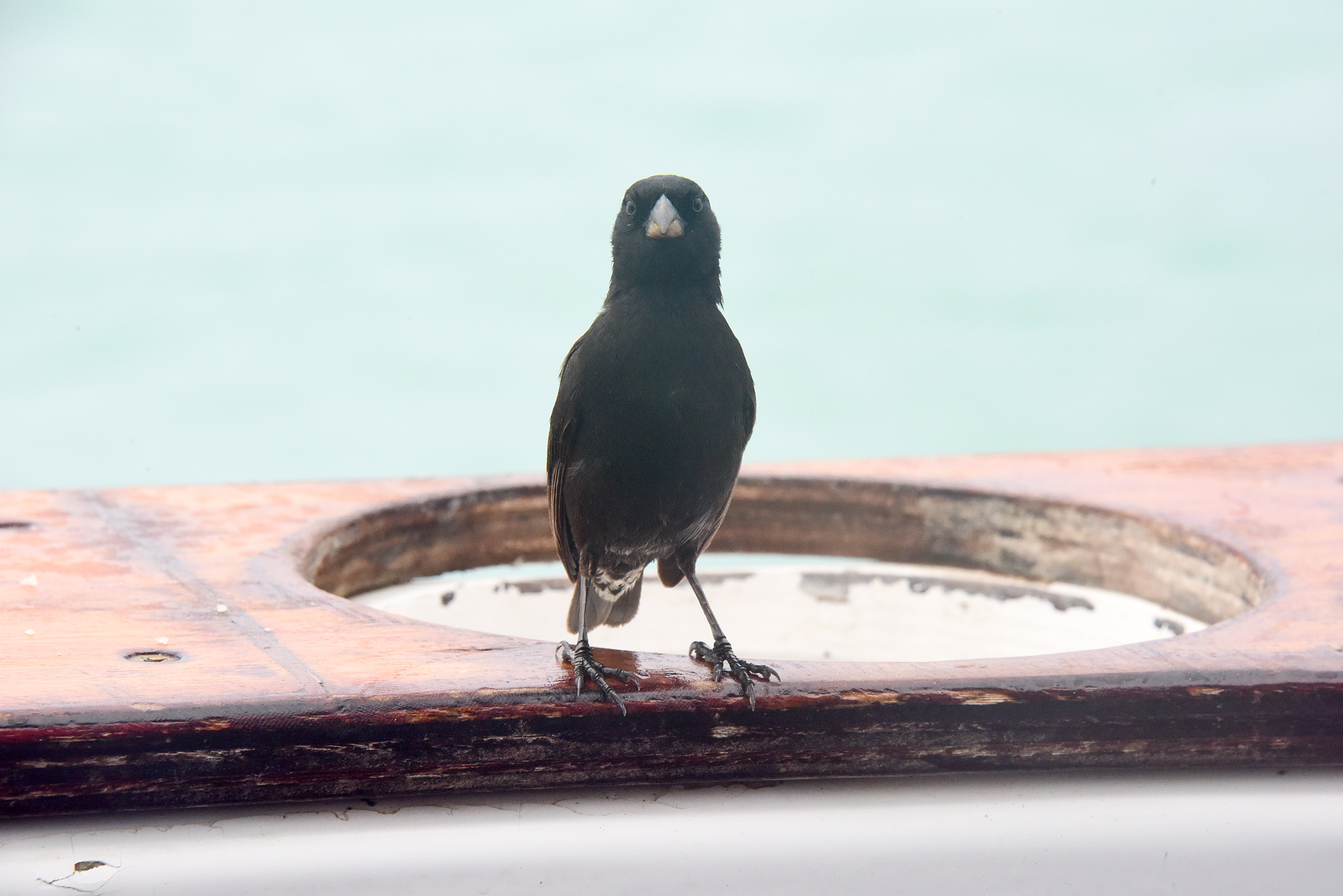 medium ground finch