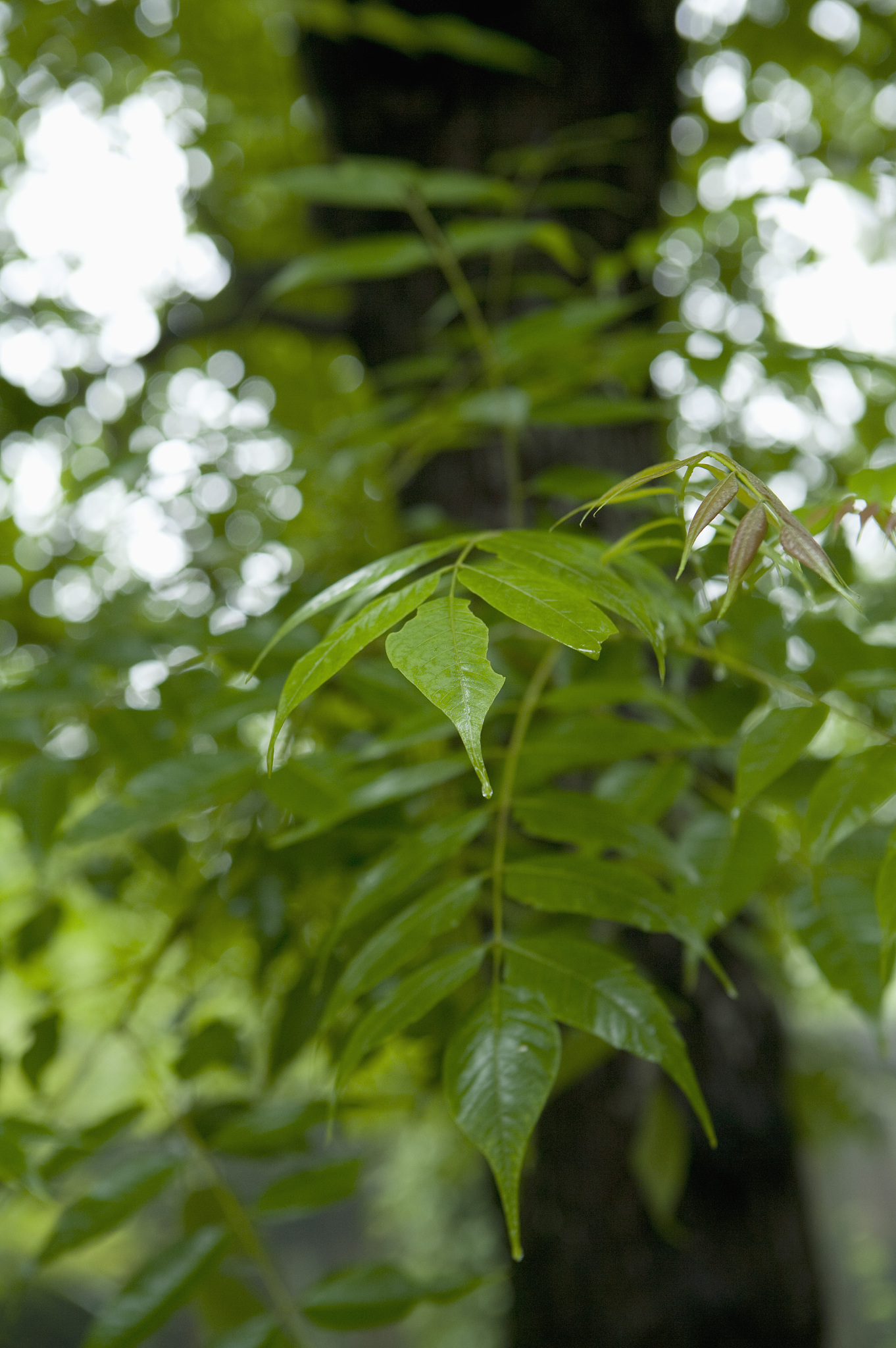 广西农业职业技术学院植物保护与检疫技术专业学什么？课程内容详解