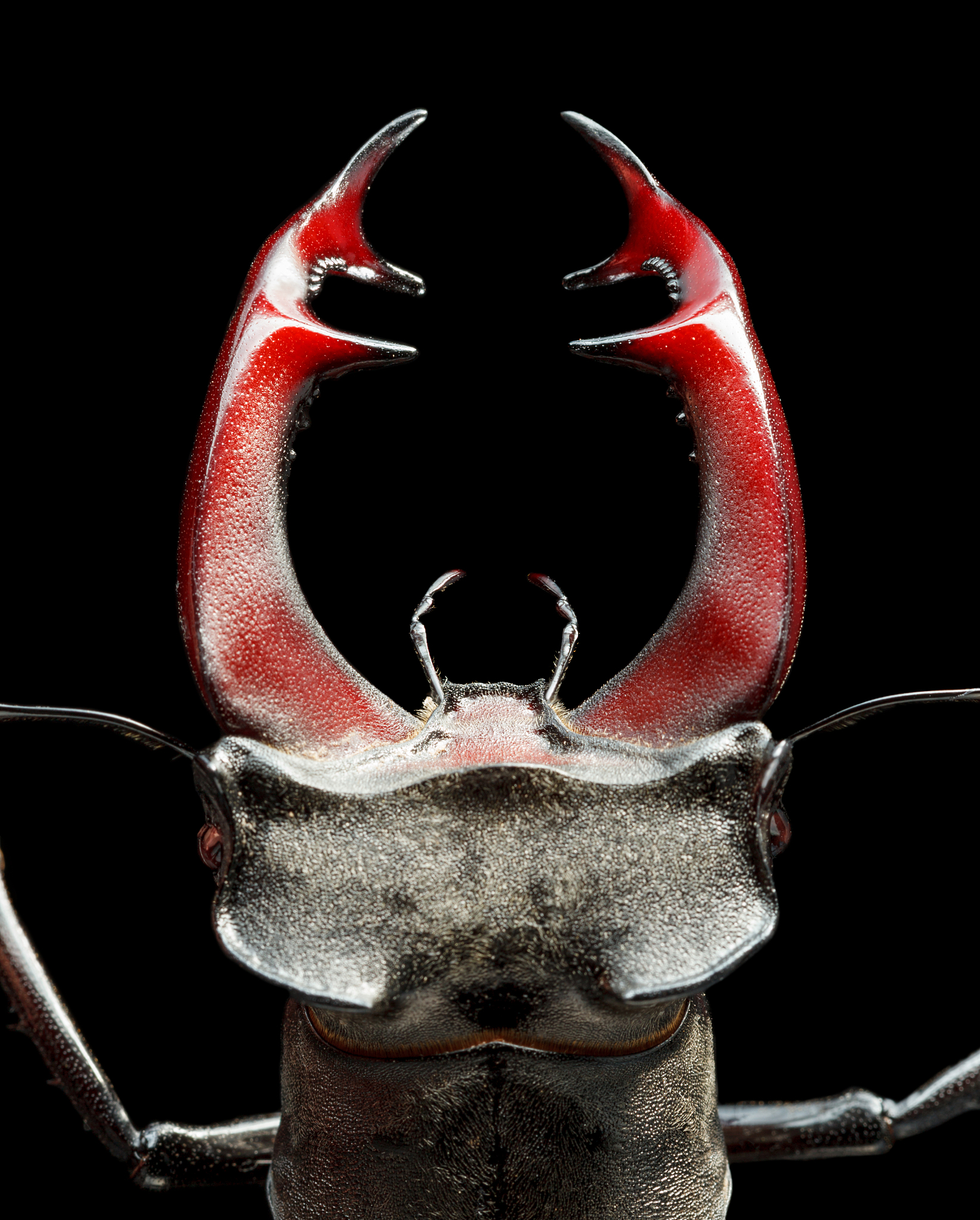 A Termite line top and an Ant line bottom each protected by its column of soldiers who face each other without attacking