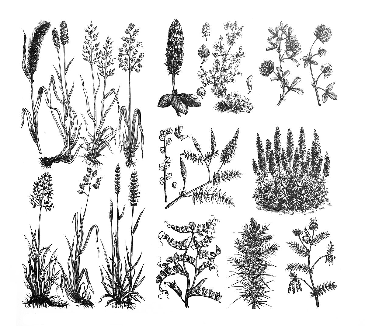 ANIMAL FEED SCIENCE AND TECHNOLOGY期刊推荐理由？