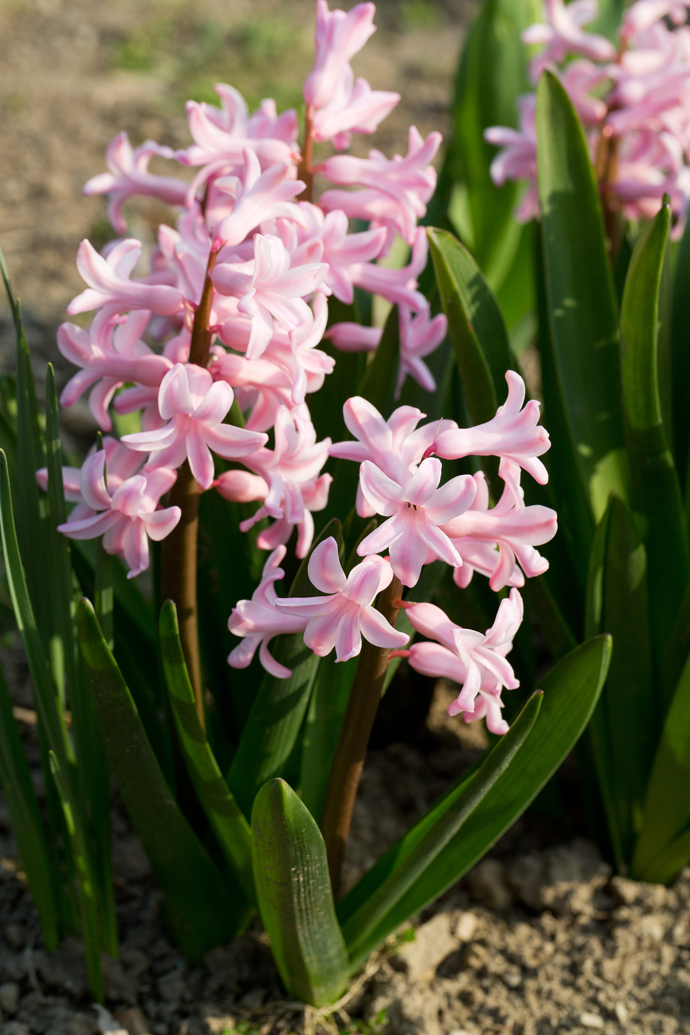 pink hyacinths