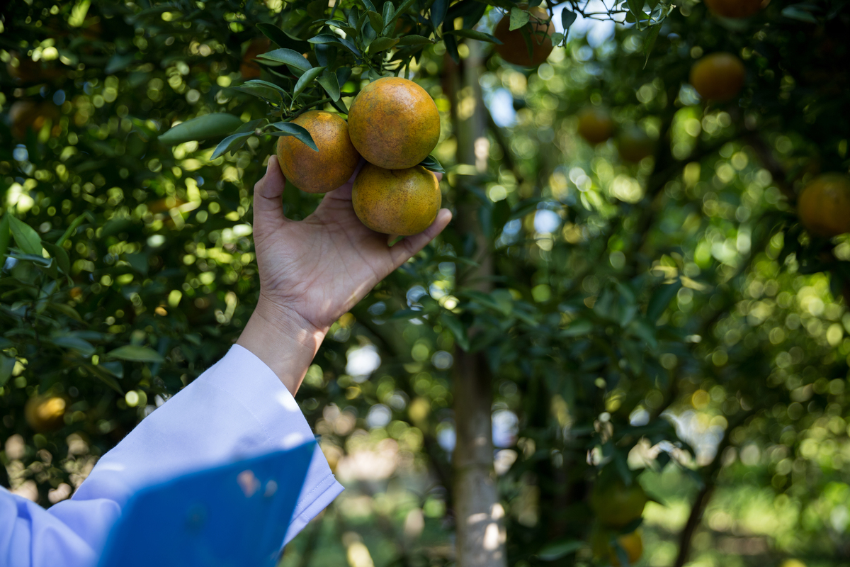 岑巩思州文旦柚：西南最大种植基地，产区分布详解