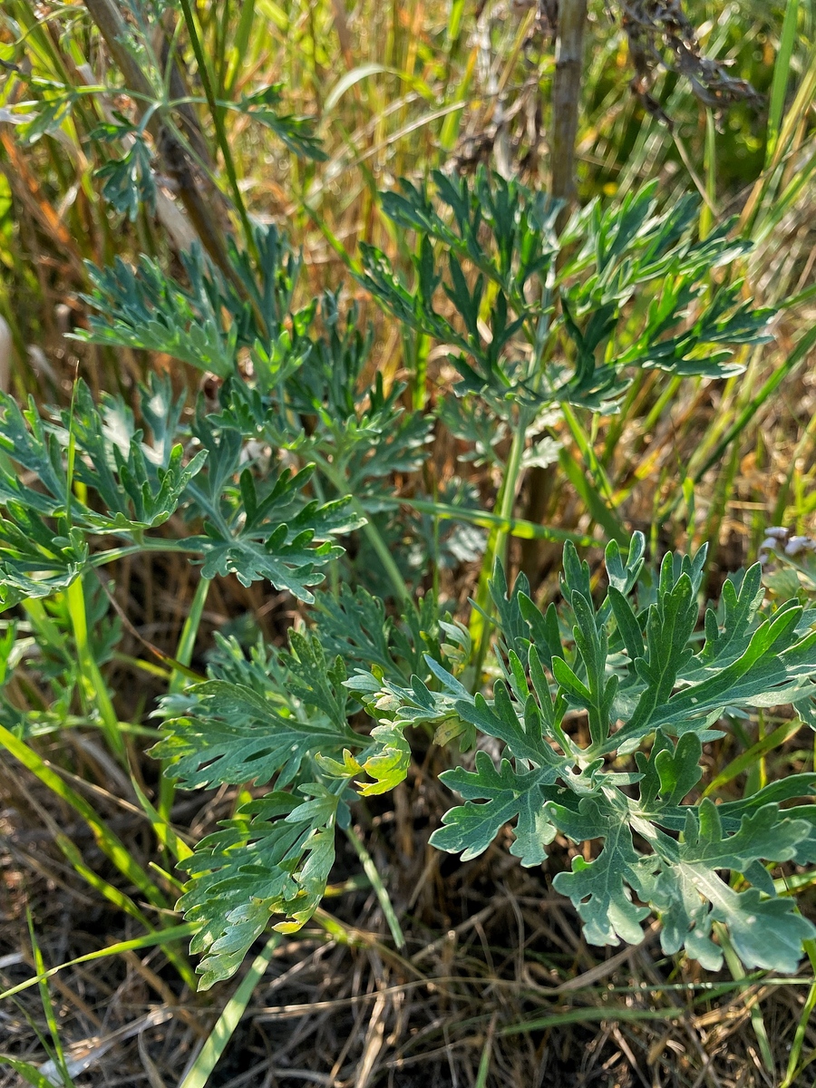 human 天然刺蒺藜是什么; AI 天然刺蒺藜是一种植物也称为野蒺藜或野草莓属于蔷薇科。其果实呈圆形颜色为红色或黑色常用于制作果酱、果汁等食品。它的茎和叶子上有刺可以用来制作草帽、篮子等手工艺品。此外天然刺蒺藜还有一些药用价值。;human 什么药用价值;