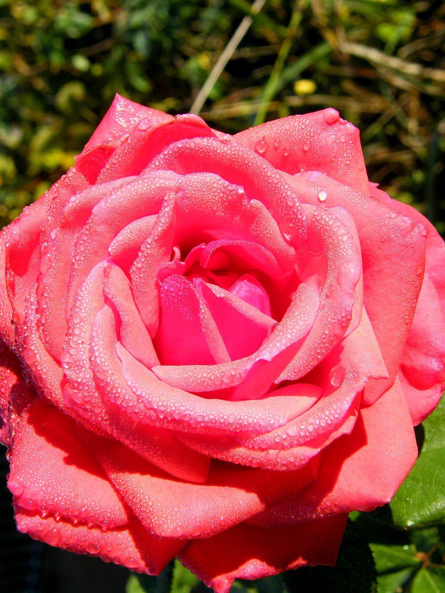 探秘玫瑰之名：起源、分类、文化寓意及命名艺术