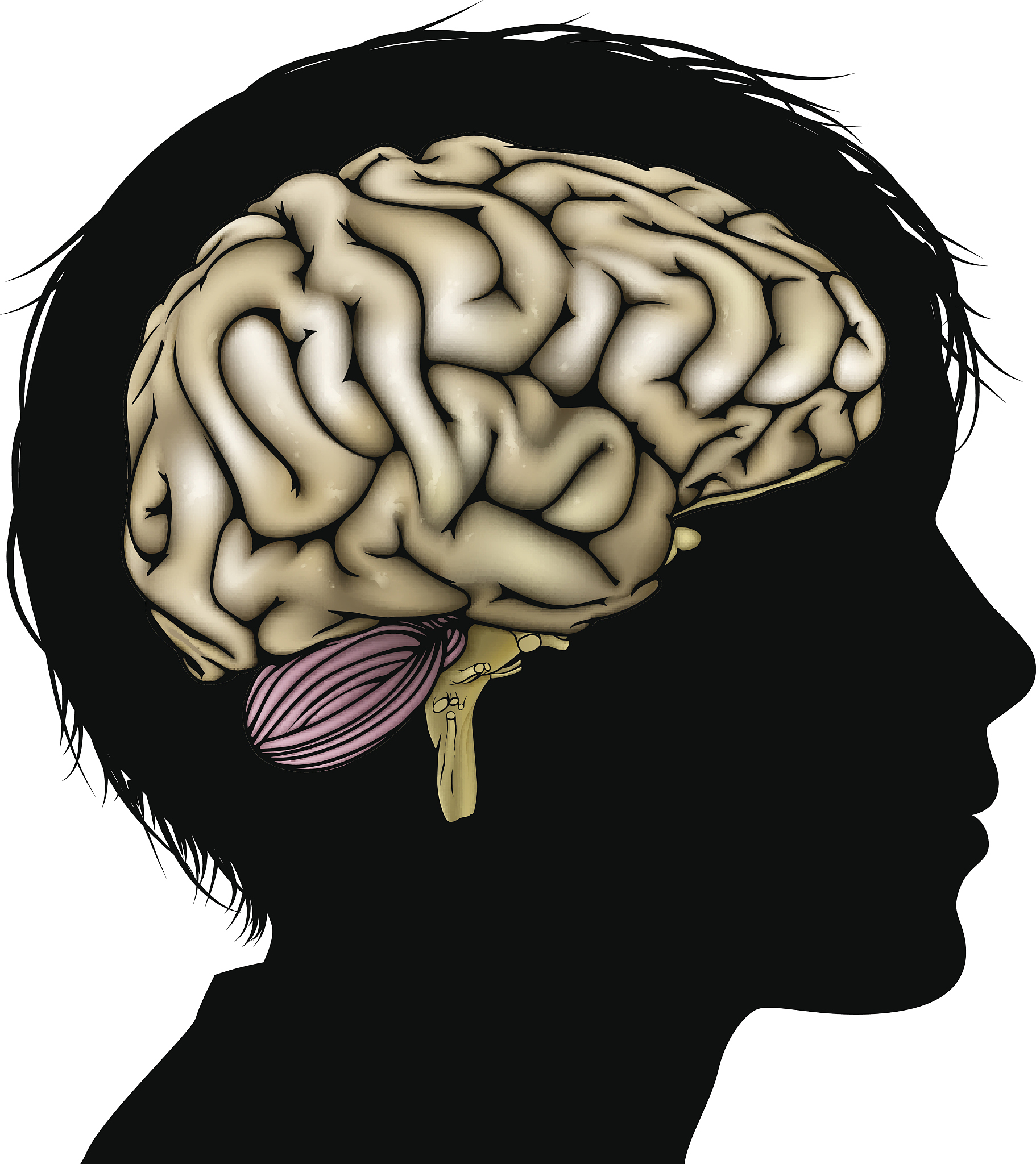 brain development concept