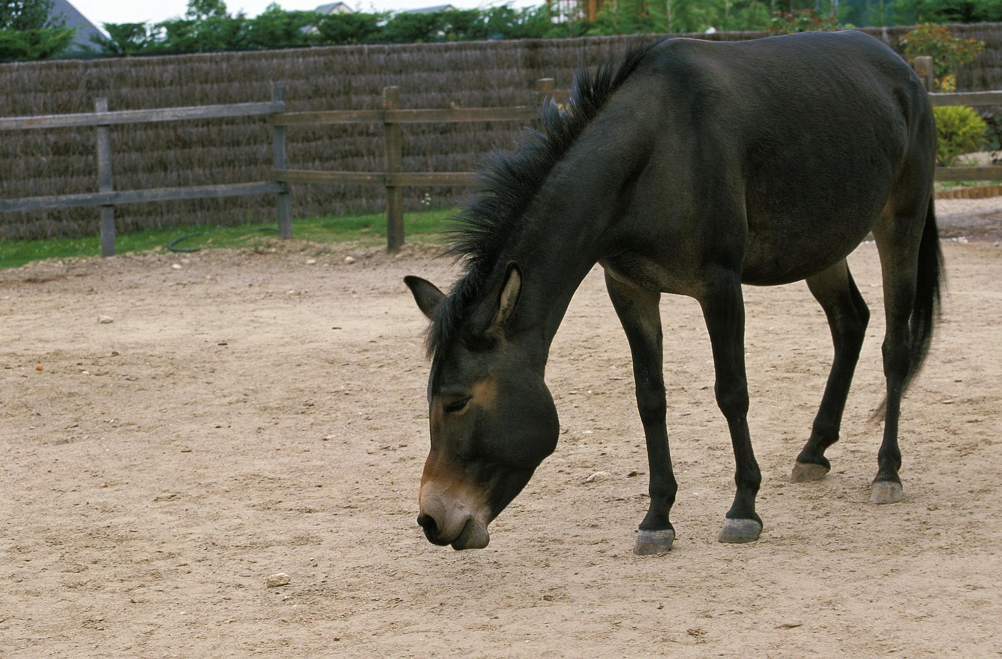 hinny, crossbreed of male horse and jenny
