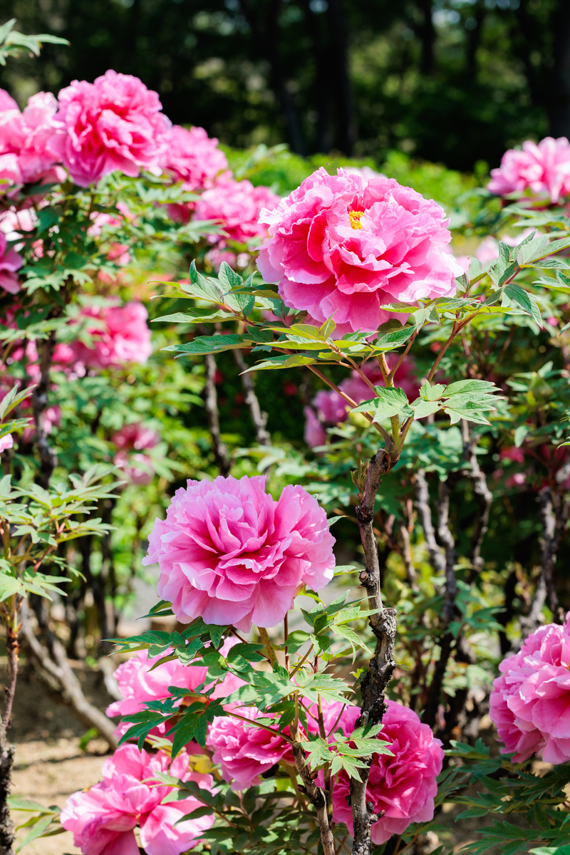 手机里的春天：一朵牡丹花的美丽与意义