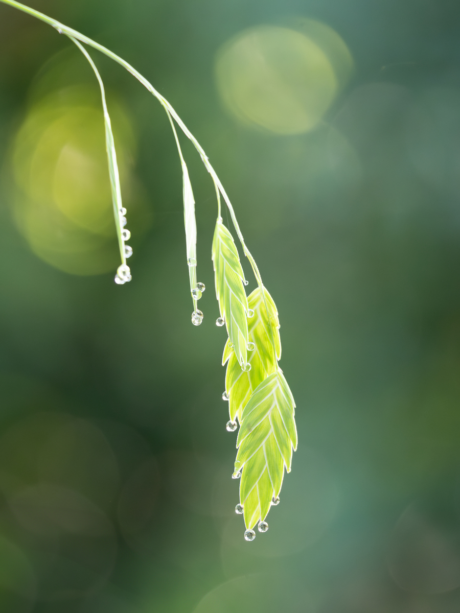 雨水淋在树上树叶沙沙作响改为拟人句