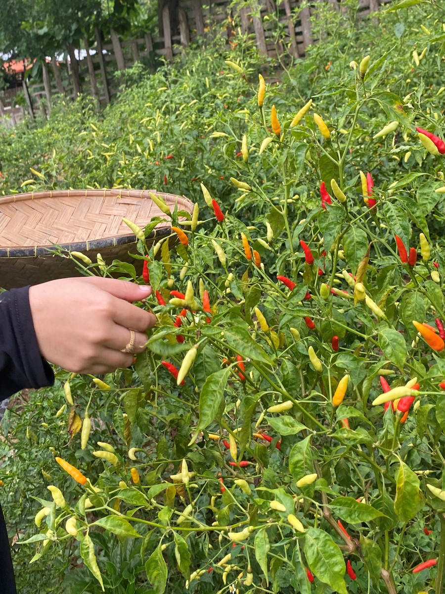 朝天椒种植怎么施肥才能多结果