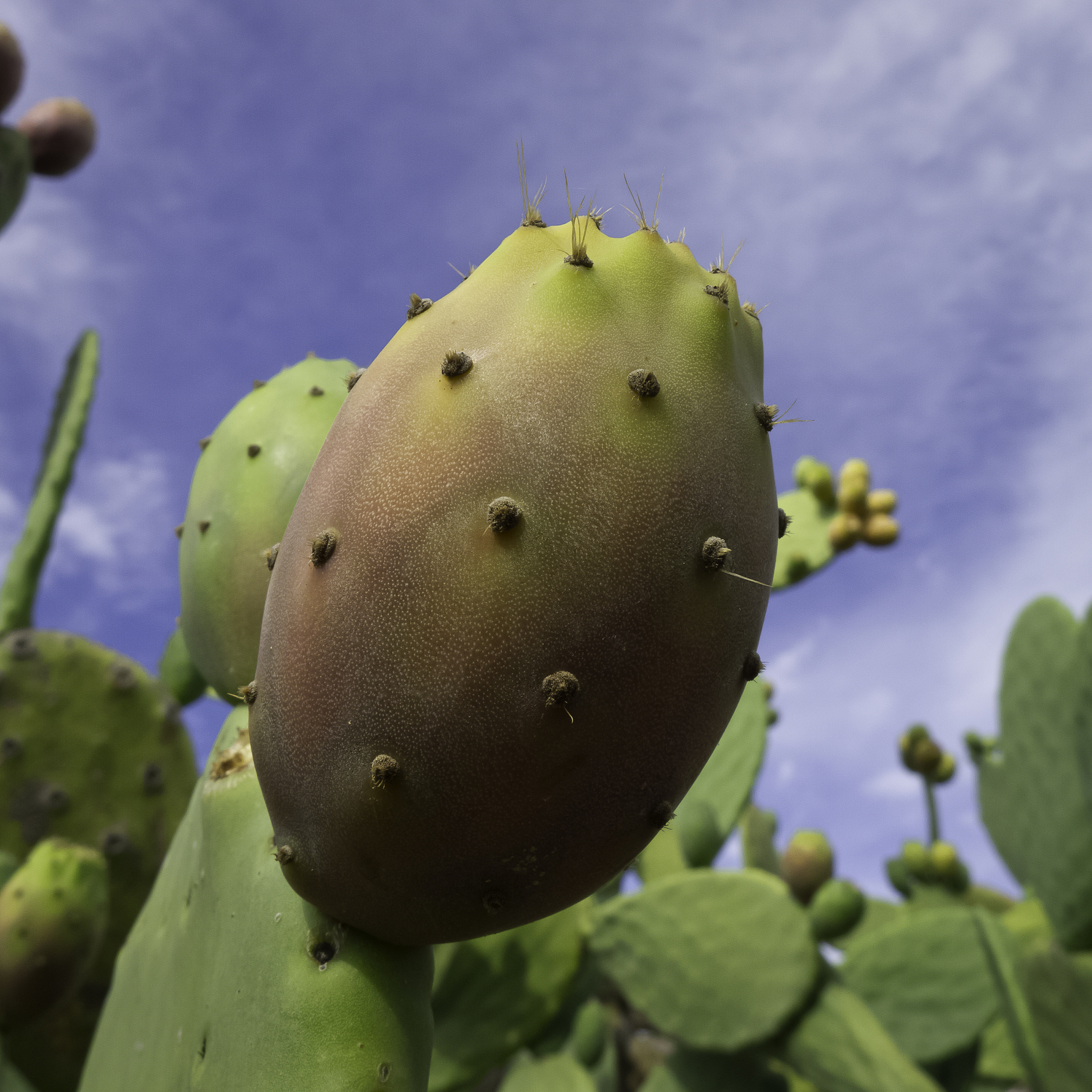 品种法：保护农作物、养殖动物和生物品种的法律制度