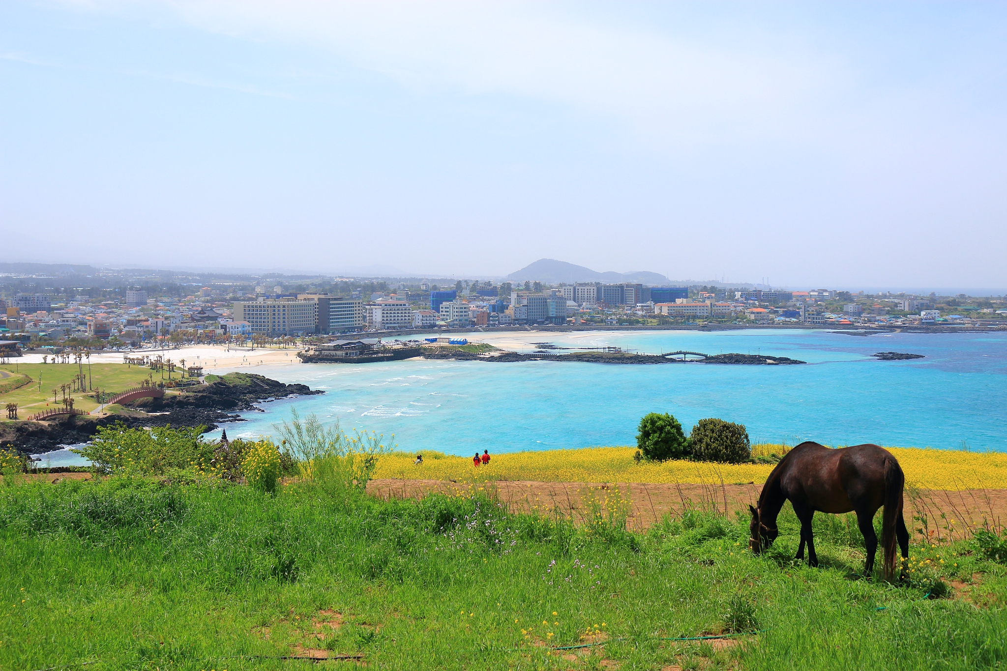 hamdeok beach, west wu bong, wildflower, flower, beach,