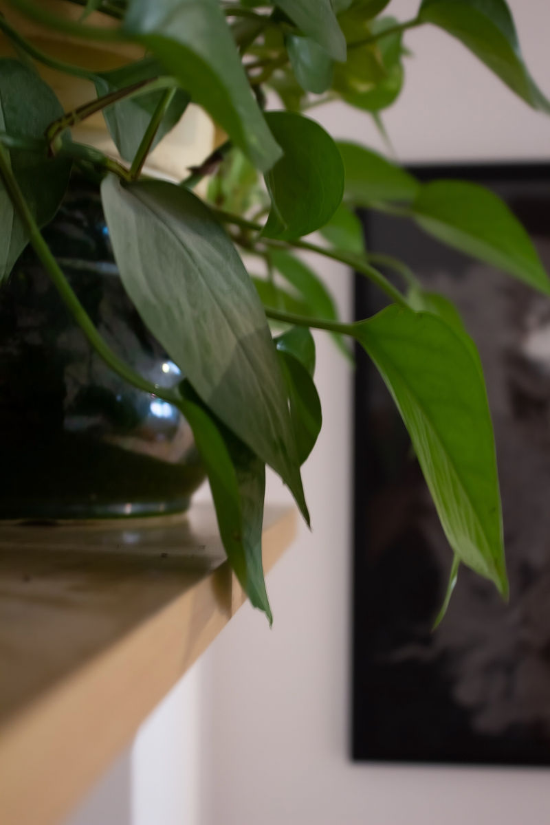 蝴蝶兰的叶子上有白色毛毛