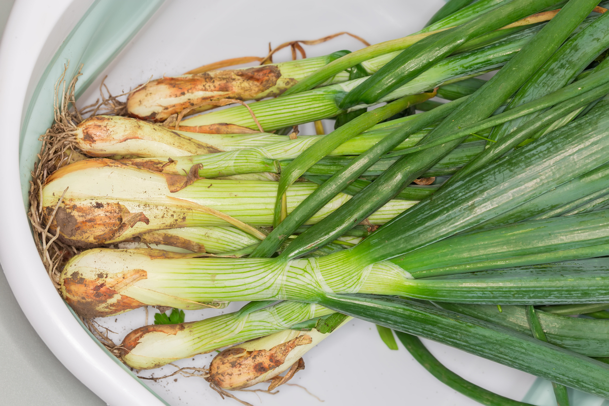 生吃毛葱的功效与作用，