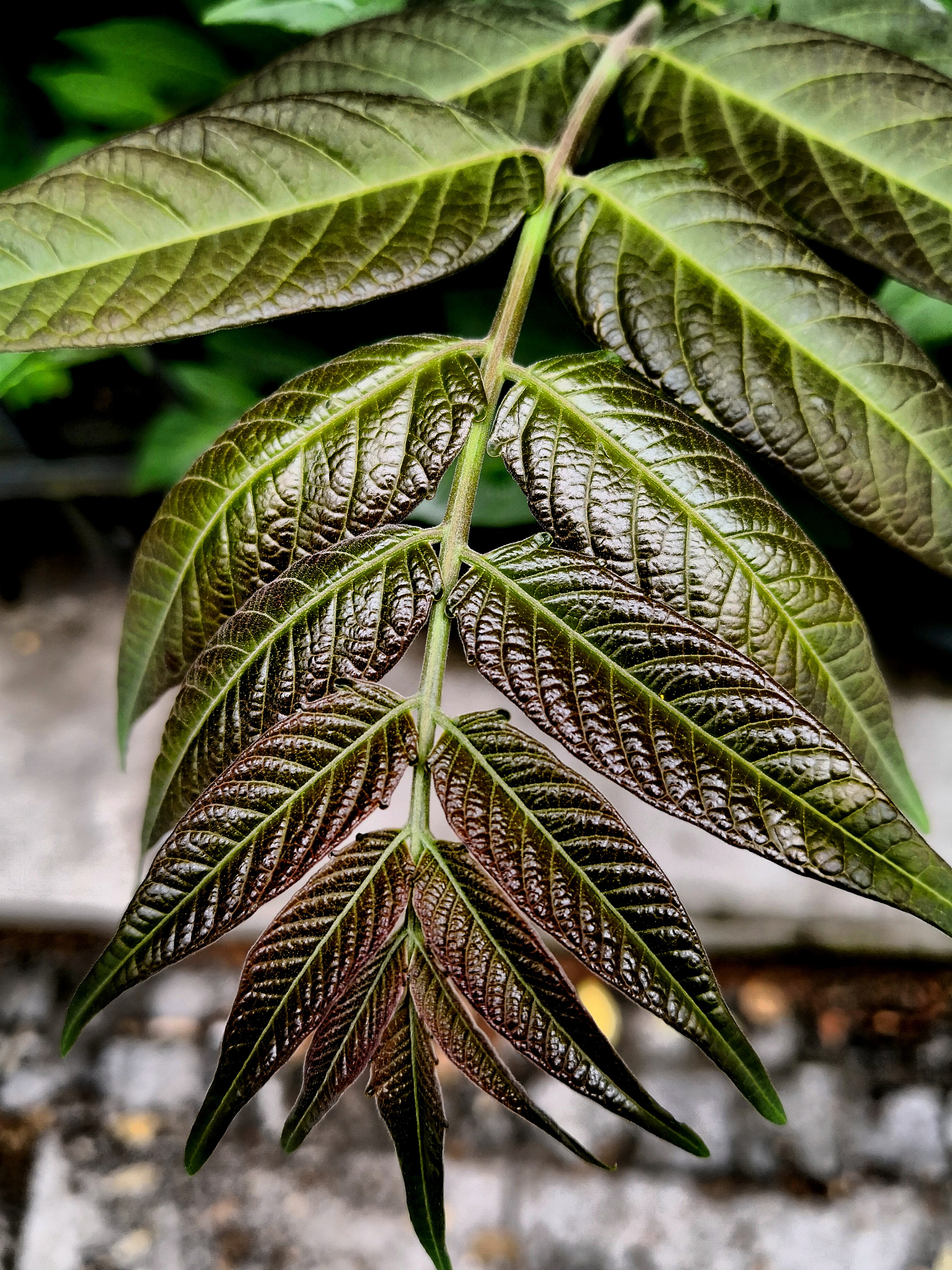 close-up of fresh green leaves