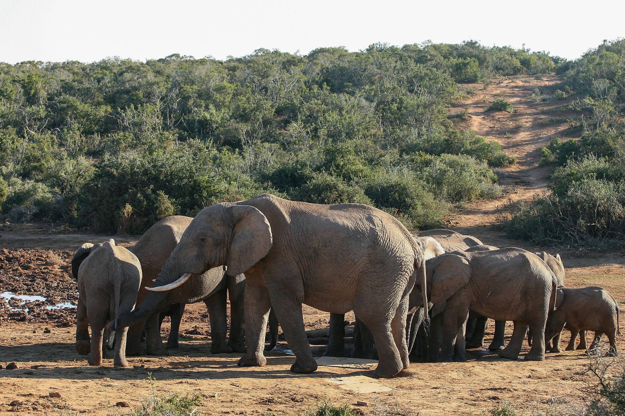 a herd of elephant at a watering hole in the addo national park.