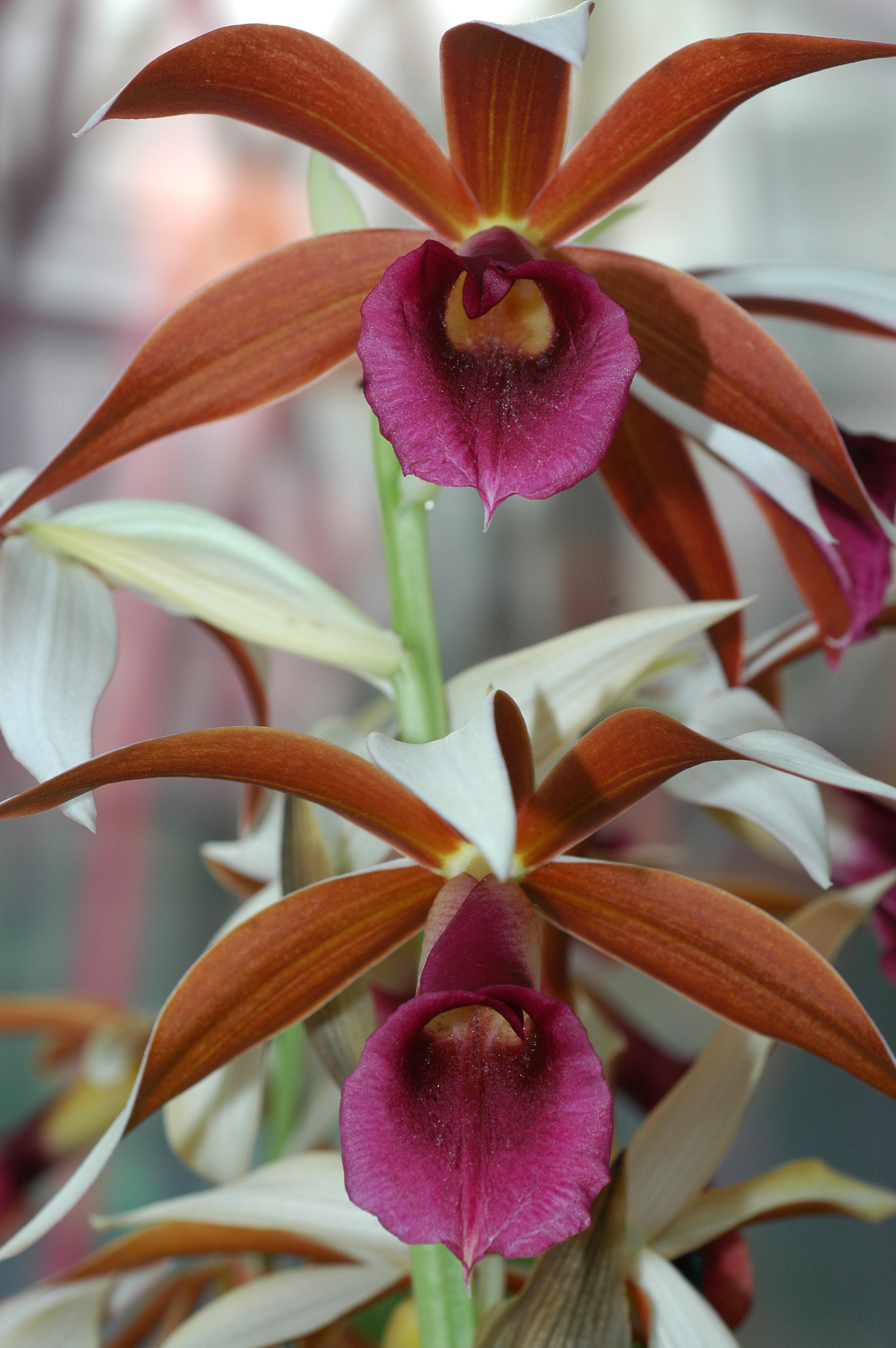 orchid