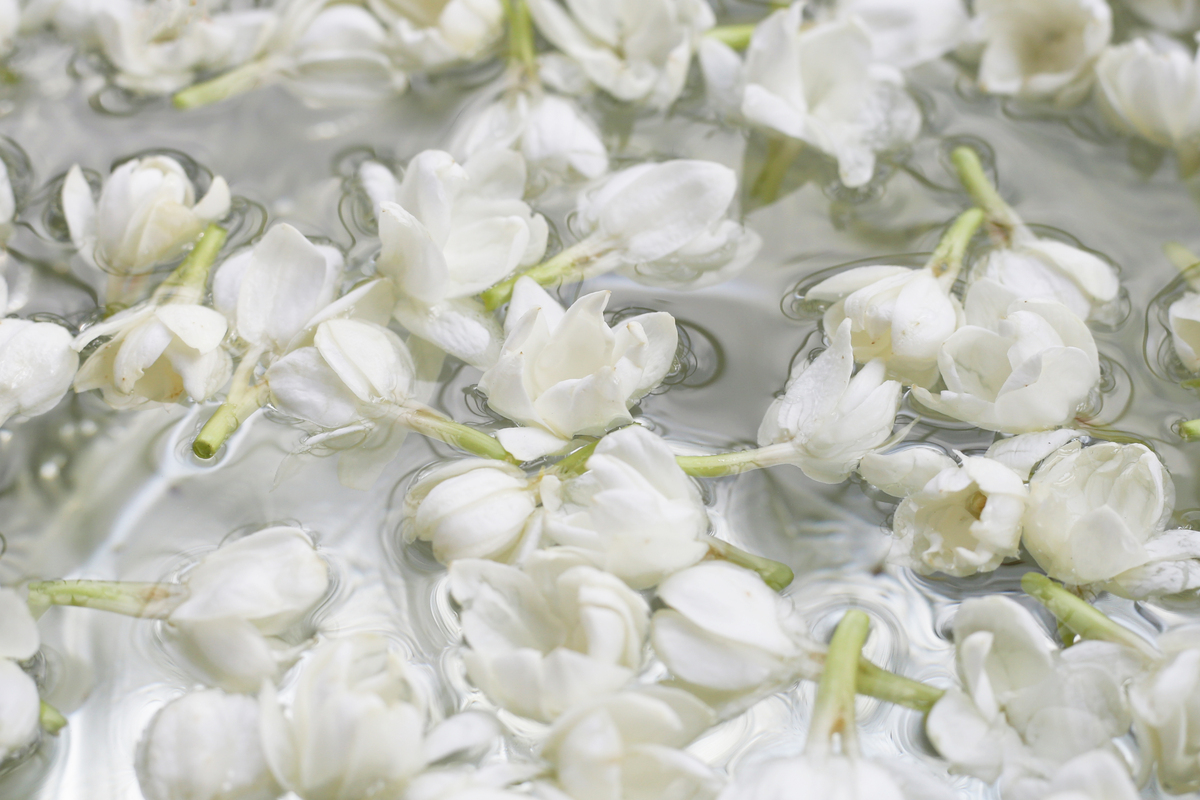 茉莉花的花语：纯洁、爱情、祝福、悲伤