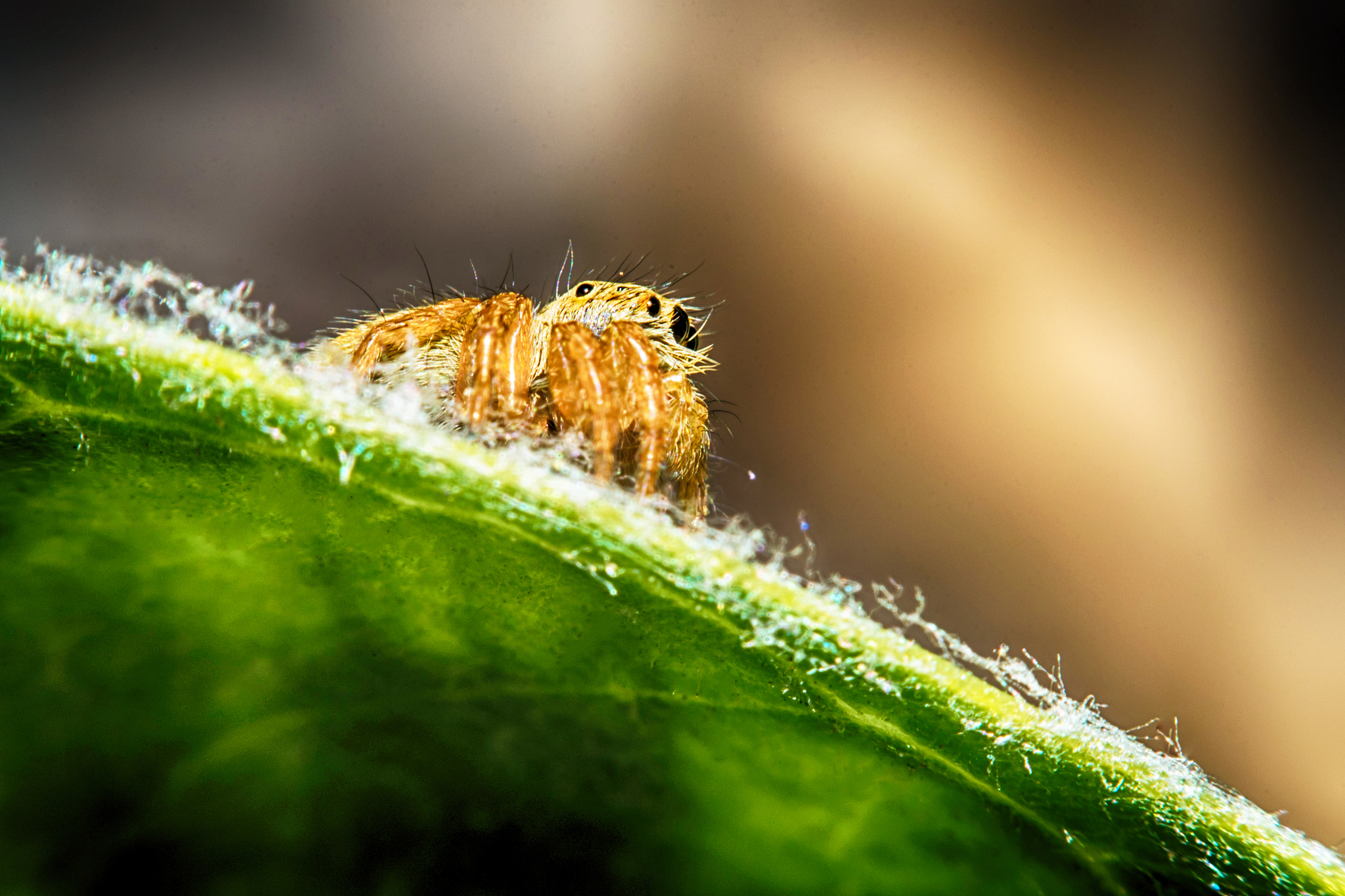 salticidae jumping spider