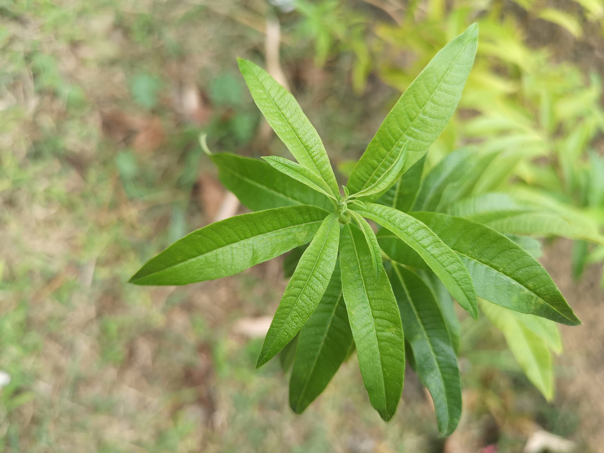 close-up of green leaves on plant