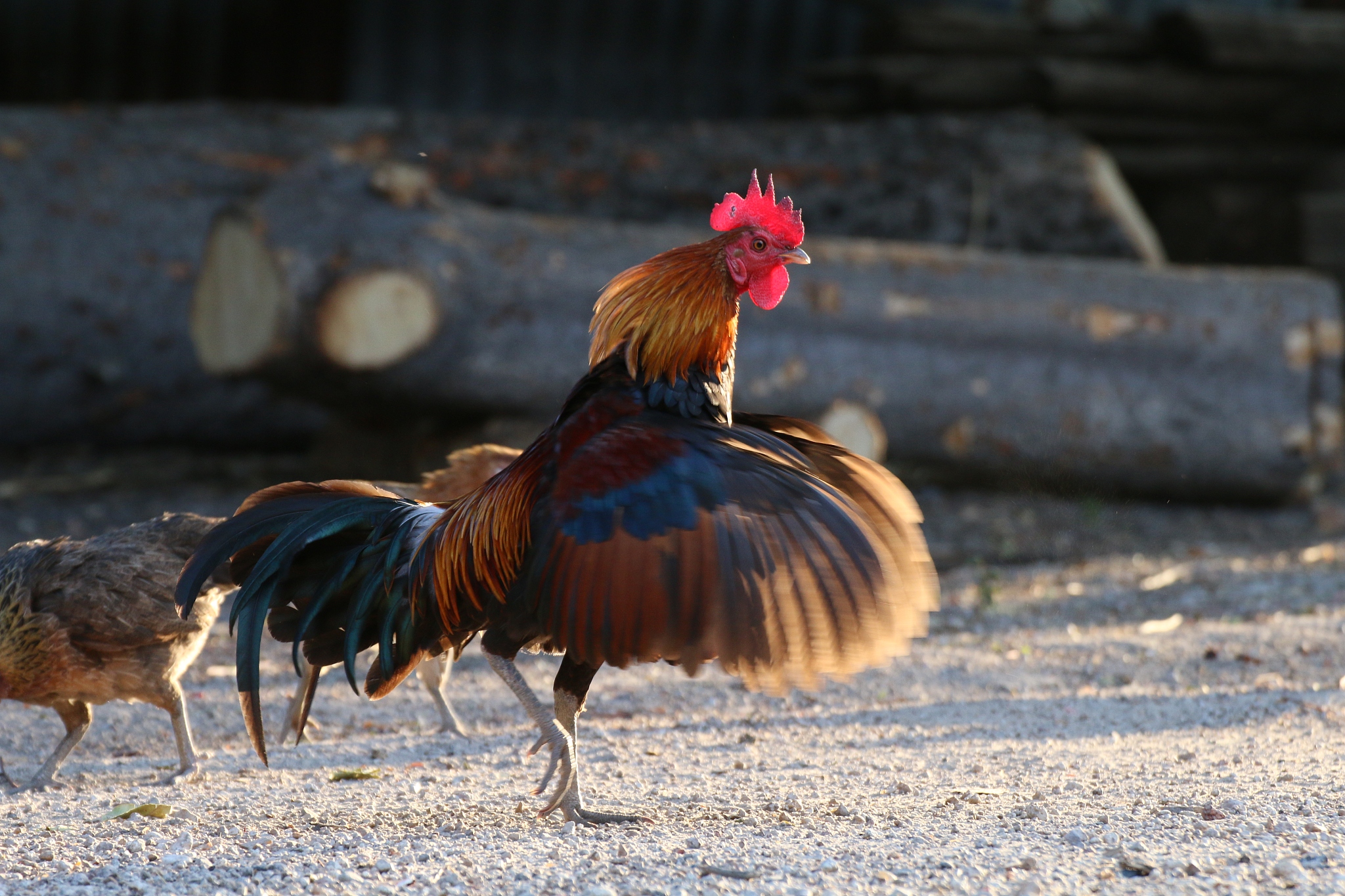 cock, rooster asia, fighting cock, gamecock in the countryside