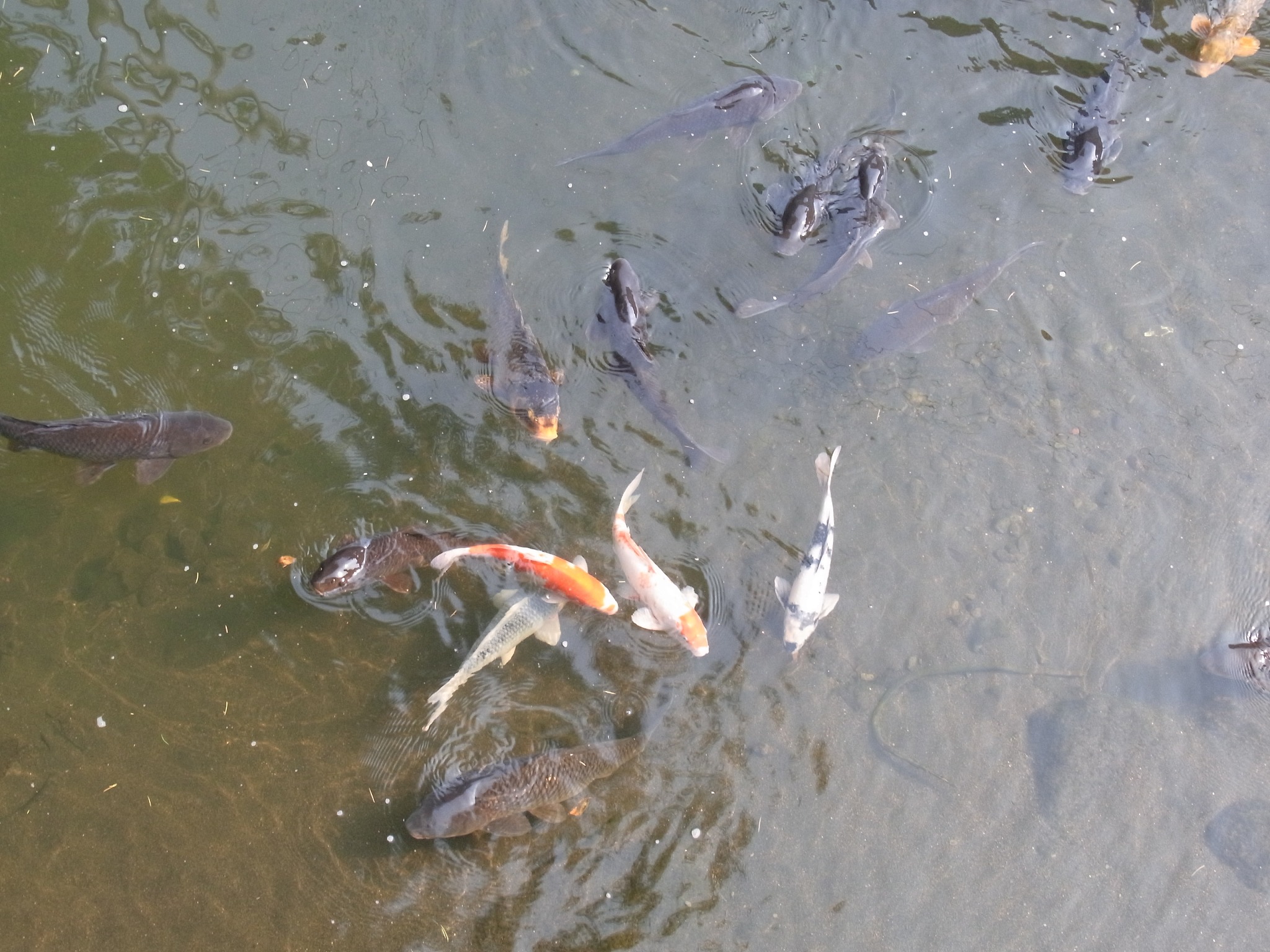 鱼越大越小？真相揭秘！