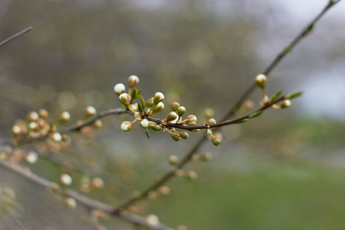 青春猪头少年不会梦到兔女郎中的咲太对枫和花枫感情