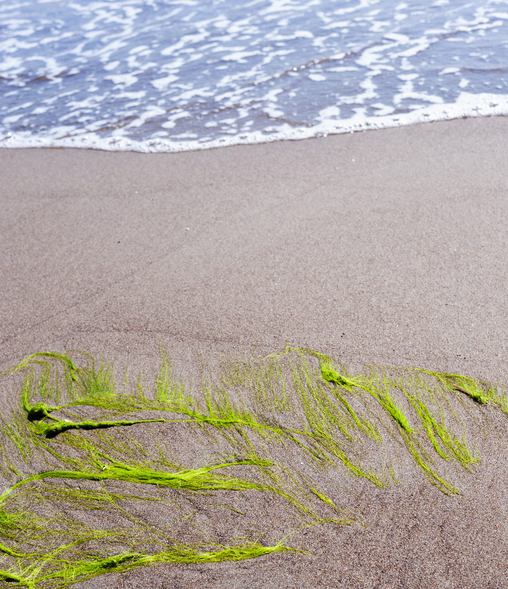 sea and seaweed
