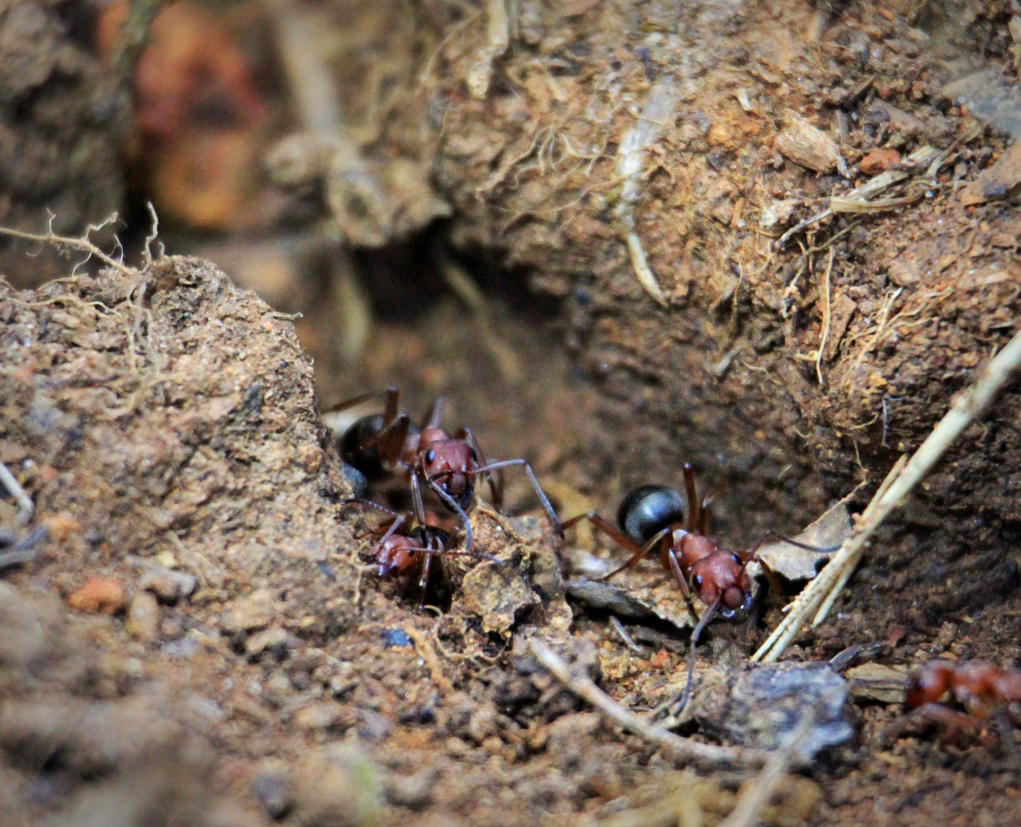 如果我变成了一个蚂蚁500字我是蚂蚁的王以第一人称写