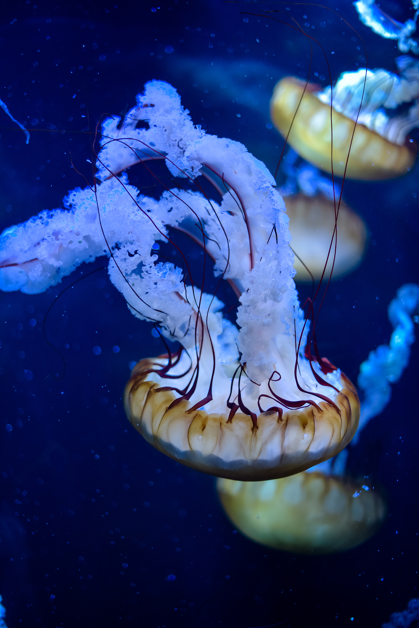 jellyfish in close-up