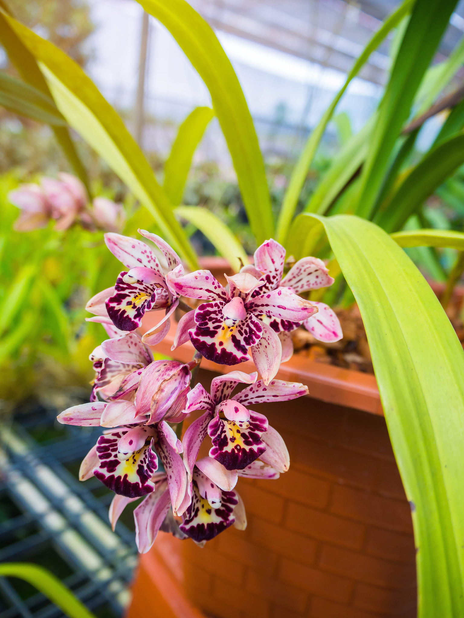 orchids