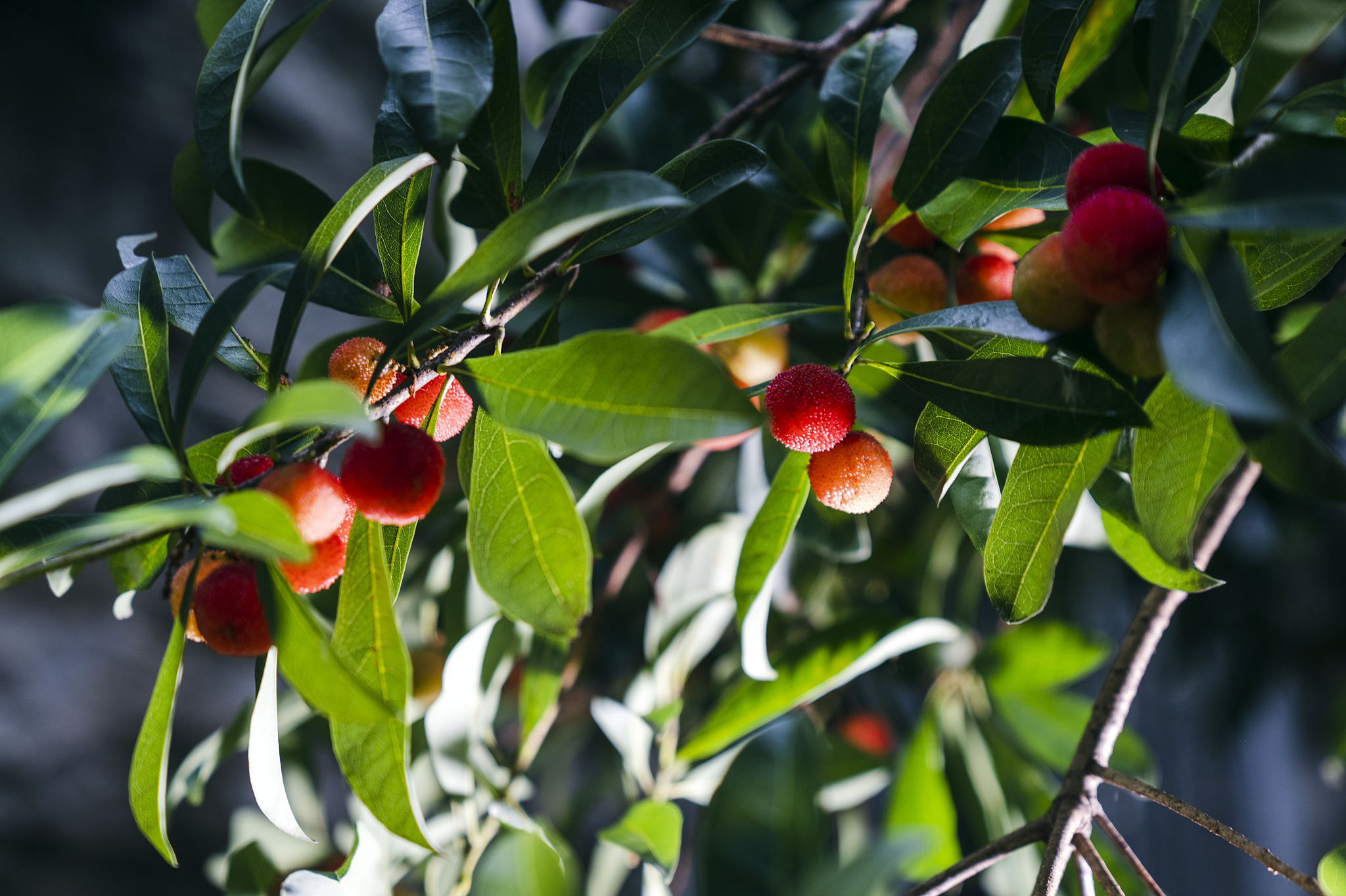 请帮我写1篇600字博客文章主题是：杨梅怎么吃