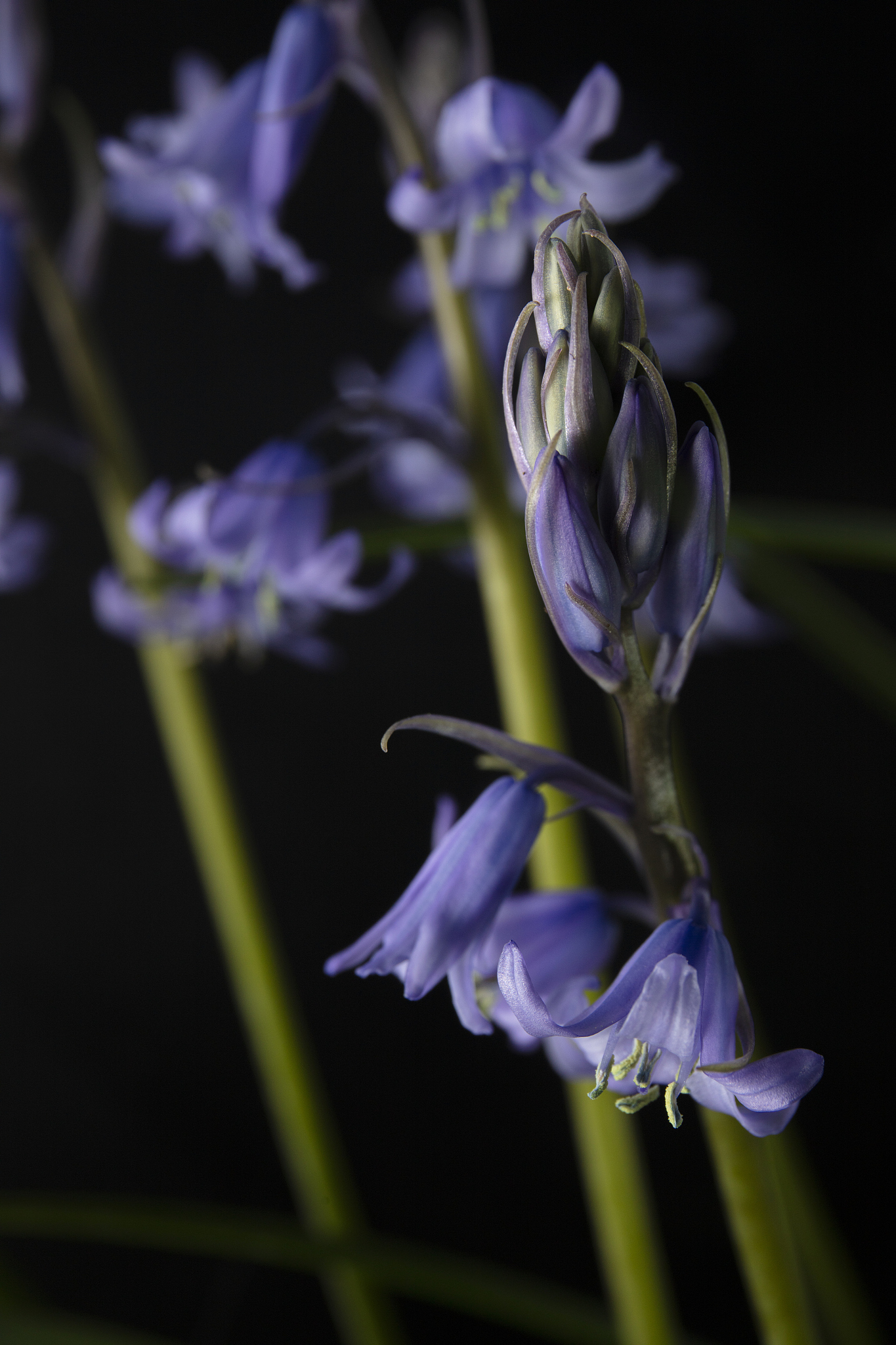 blue bell flower