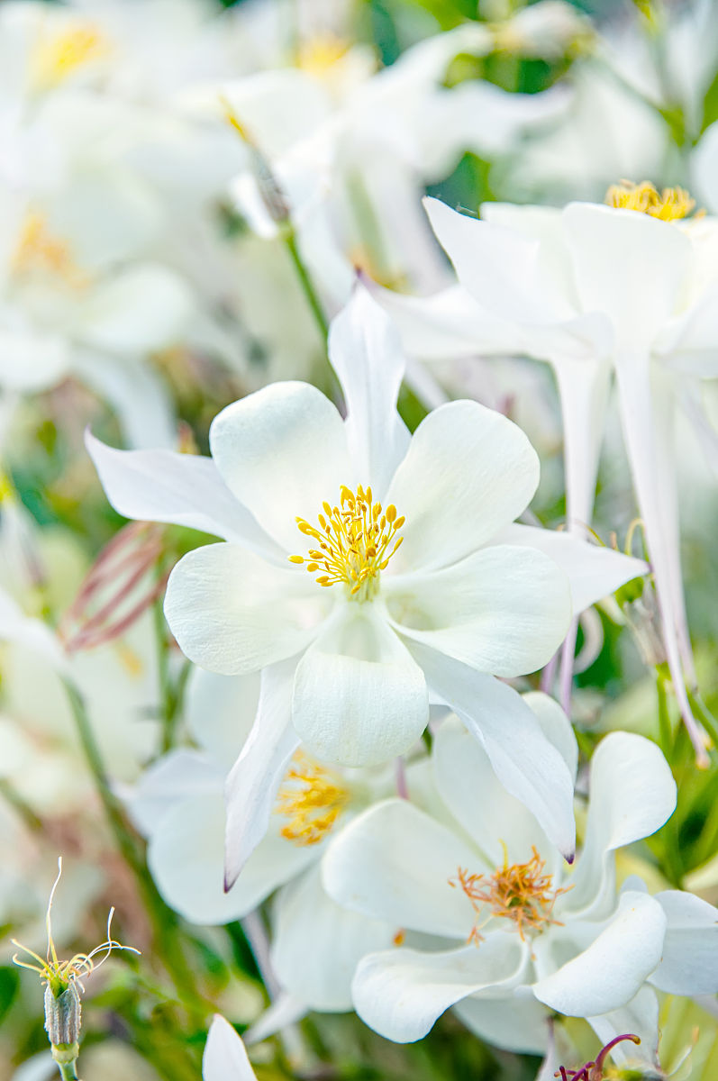 光圈在摄影中有哪些应用呢