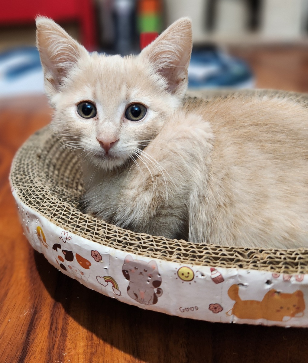 5 Popular Cat Names: Find the Perfect One for Your Feline Friend