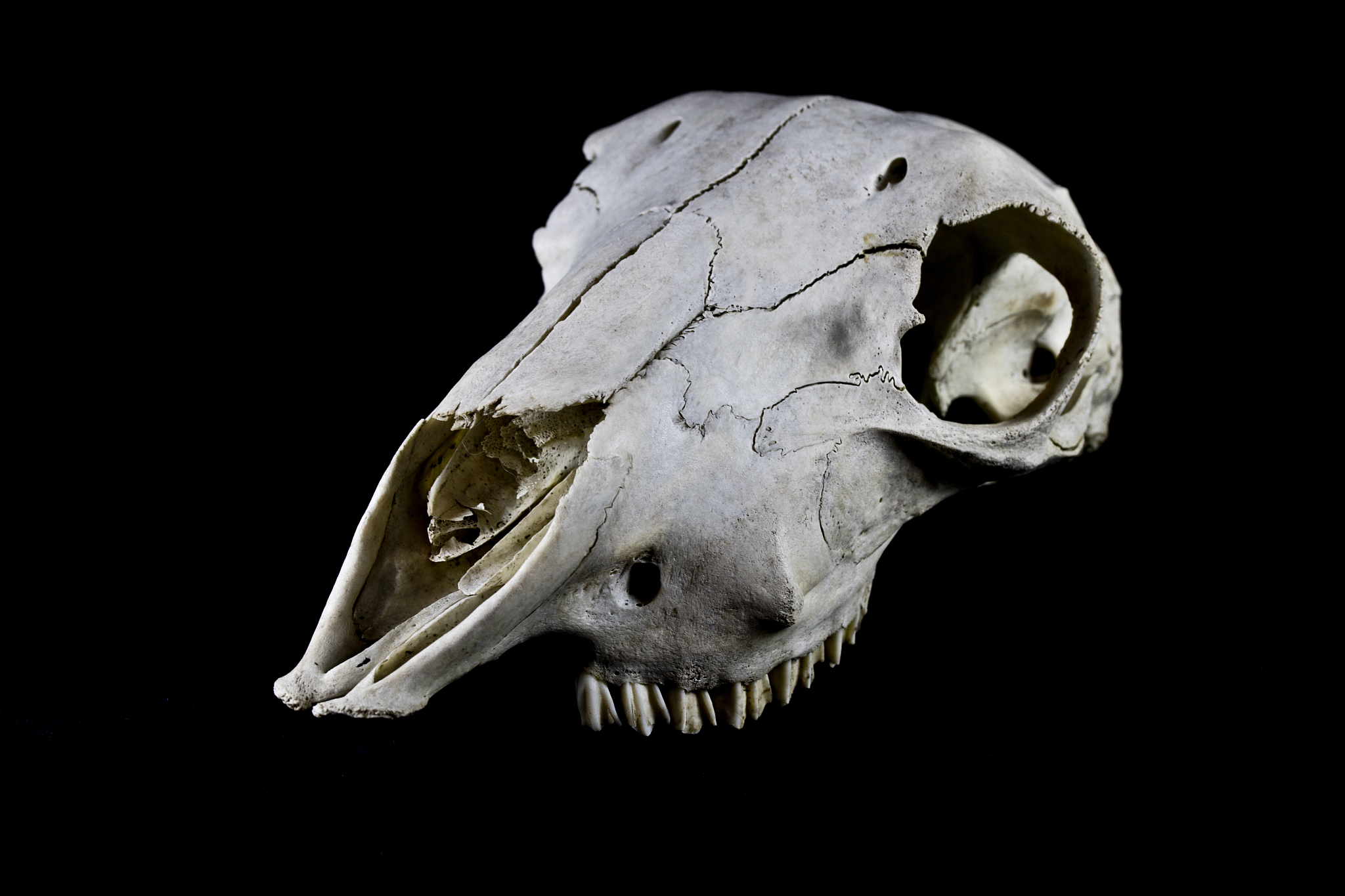 sheep skull on black black background