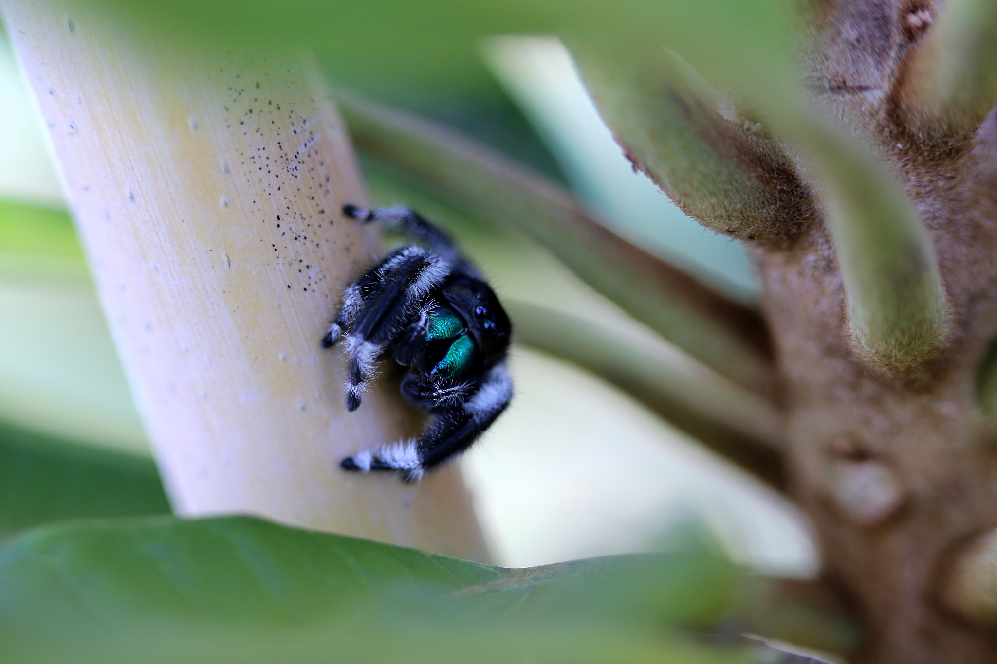 insects and reptiles and macro